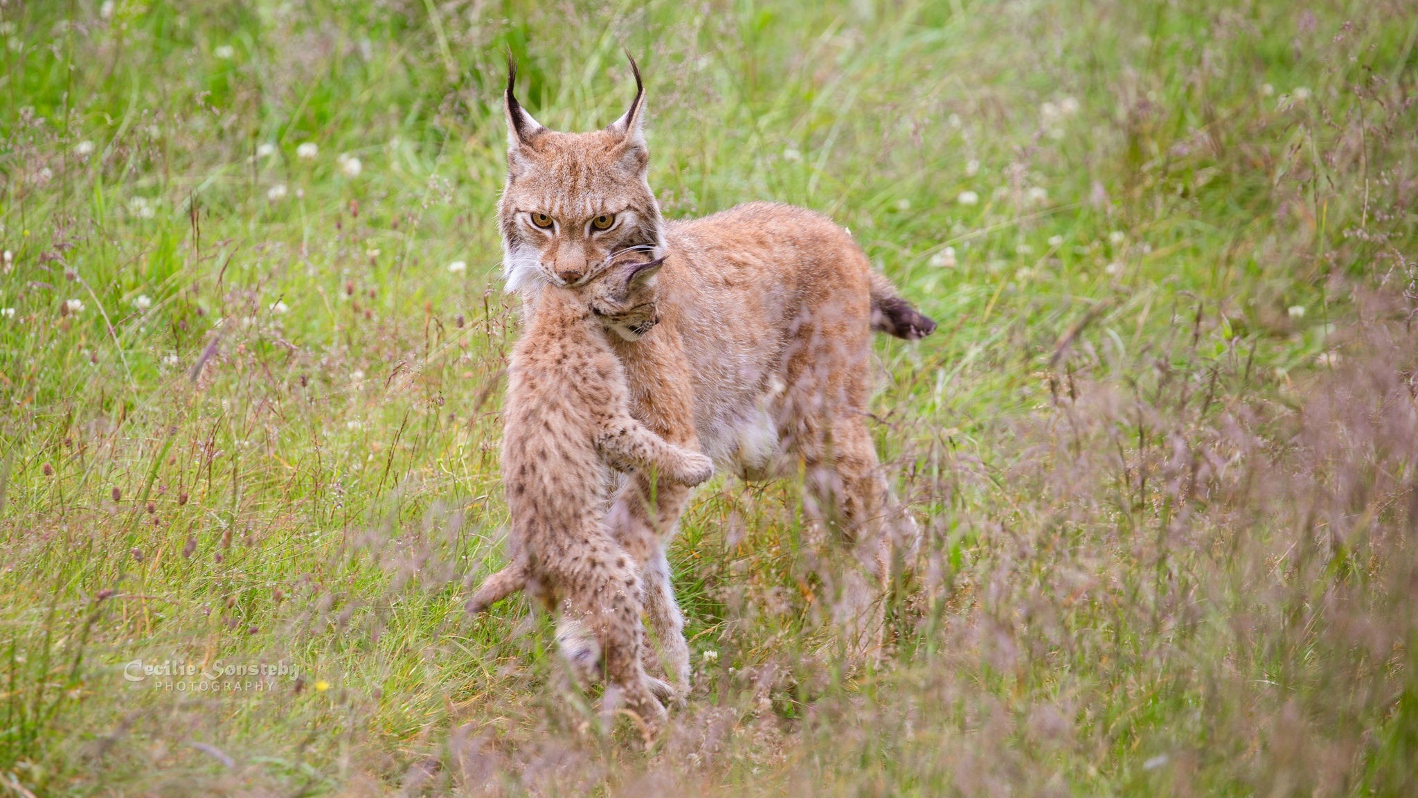 Download mobile wallpaper Cats, Animal, Baby Animal, Lynx, Cub for free.