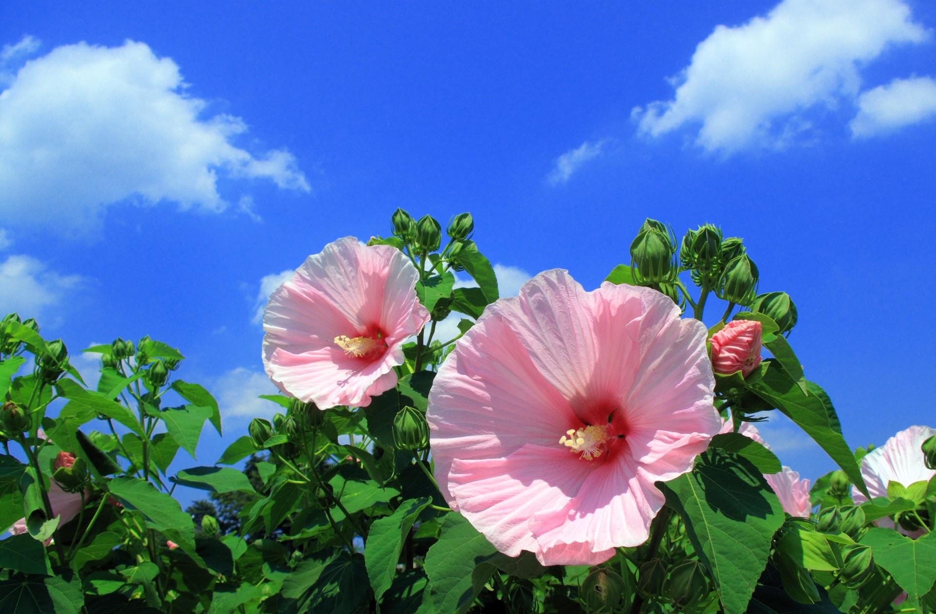 blue, sky, flowers, clouds, mallow