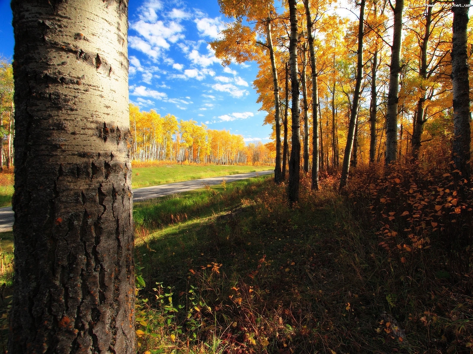 Скачать обои бесплатно Пейзаж, Деревья, Осень картинка на рабочий стол ПК