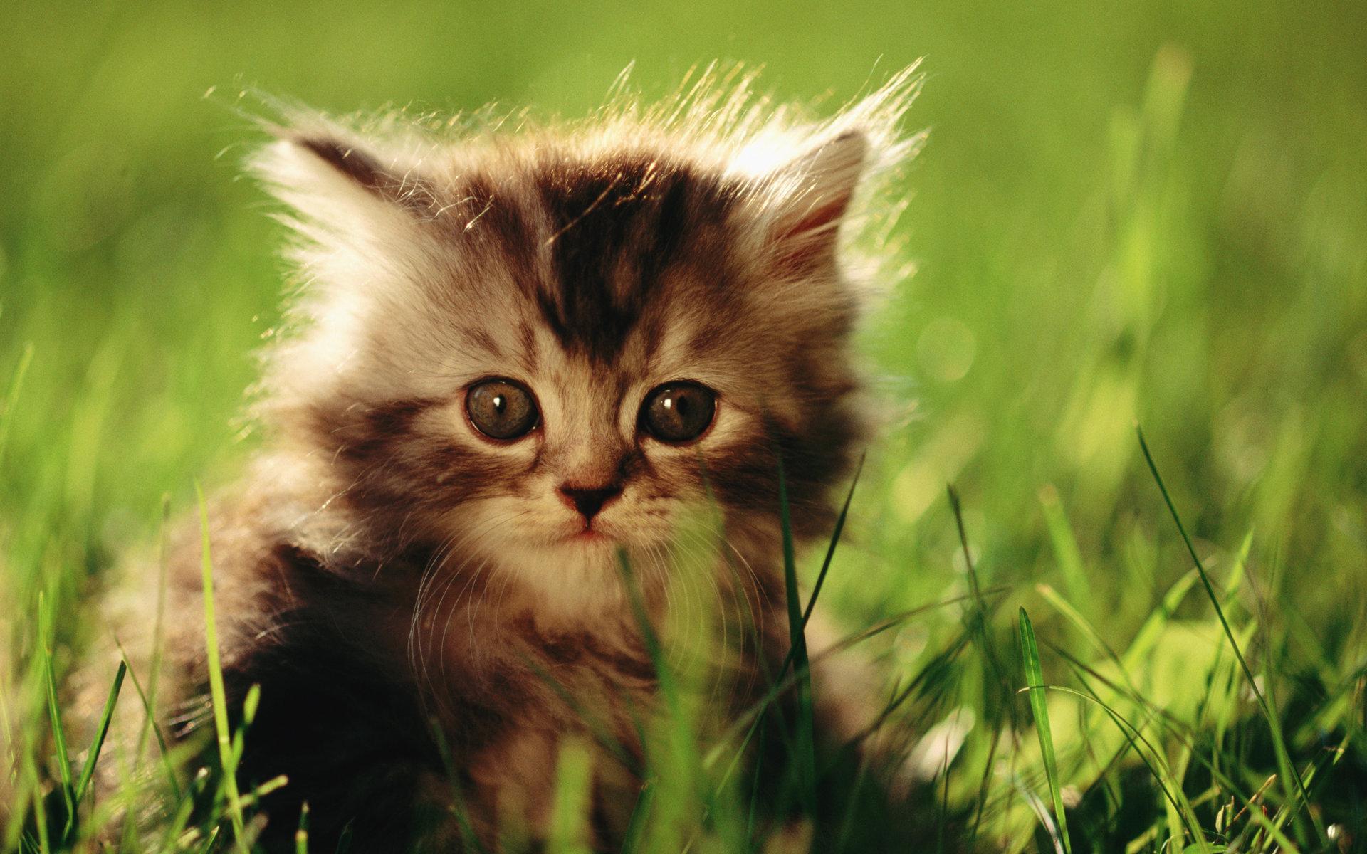 Free download wallpaper Cat, Animal on your PC desktop