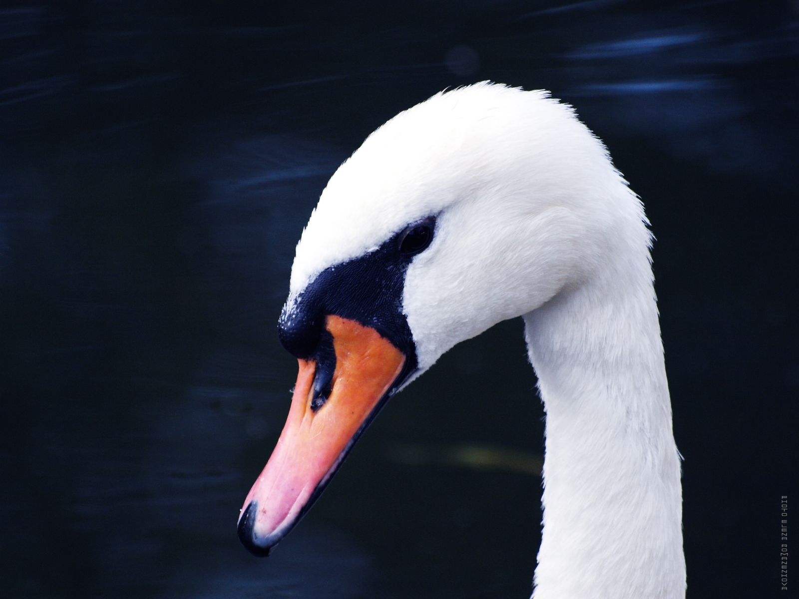 Handy-Wallpaper Swans, Tiere, Vögel kostenlos herunterladen.