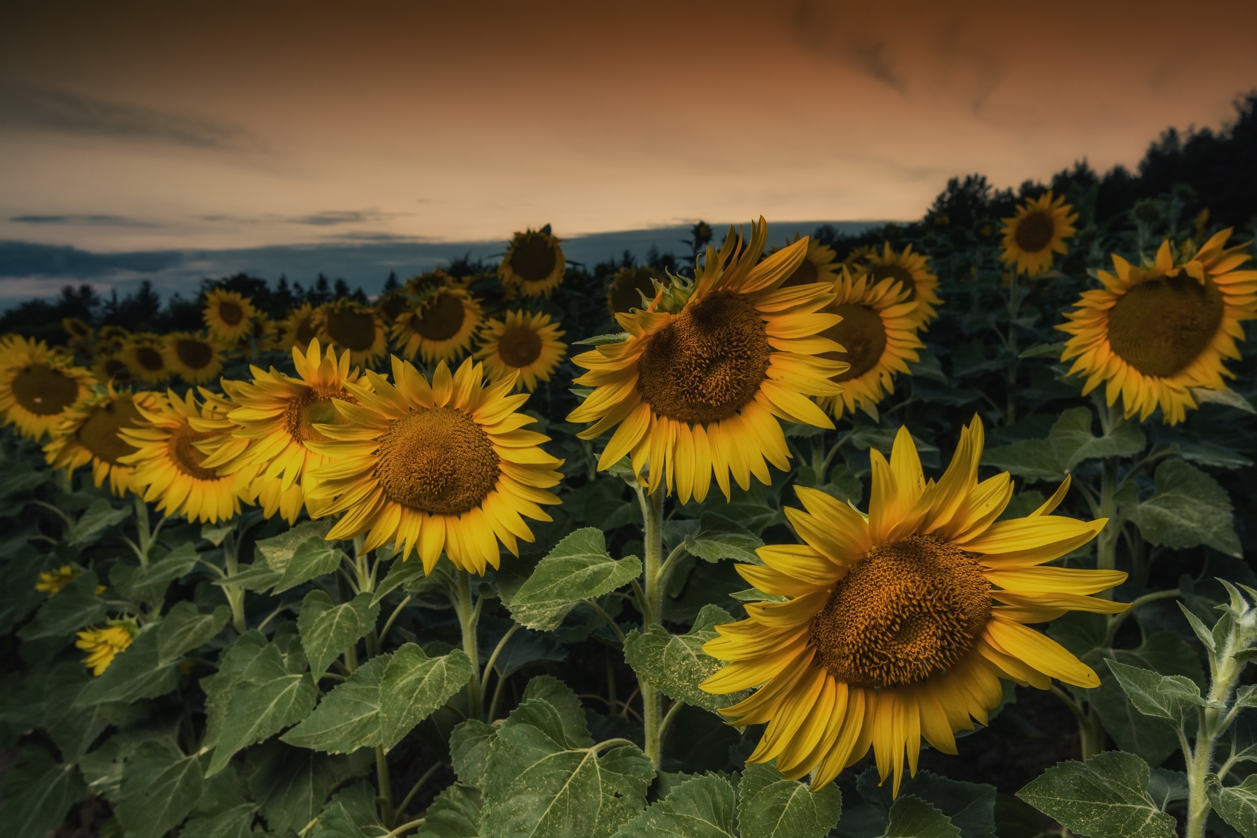 Handy-Wallpaper Natur, Blumen, Blume, Sonnenblume, Gelbe Blume, Erde/natur kostenlos herunterladen.