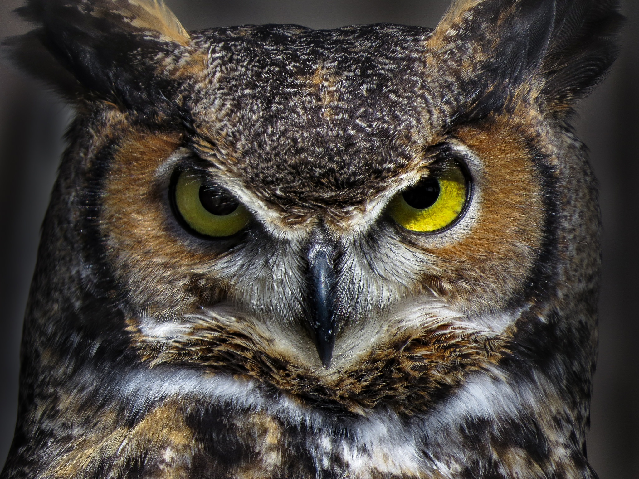Download mobile wallpaper Birds, Owl, Bird, Animal, Stare, Great Horned Owl for free.