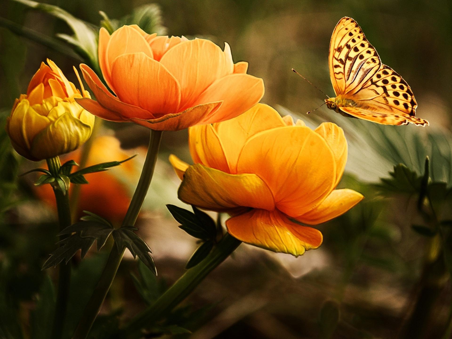 Скачати мобільні шпалери Квітка, Комаха, Метелик, Тварина, Жовта Квітка безкоштовно.