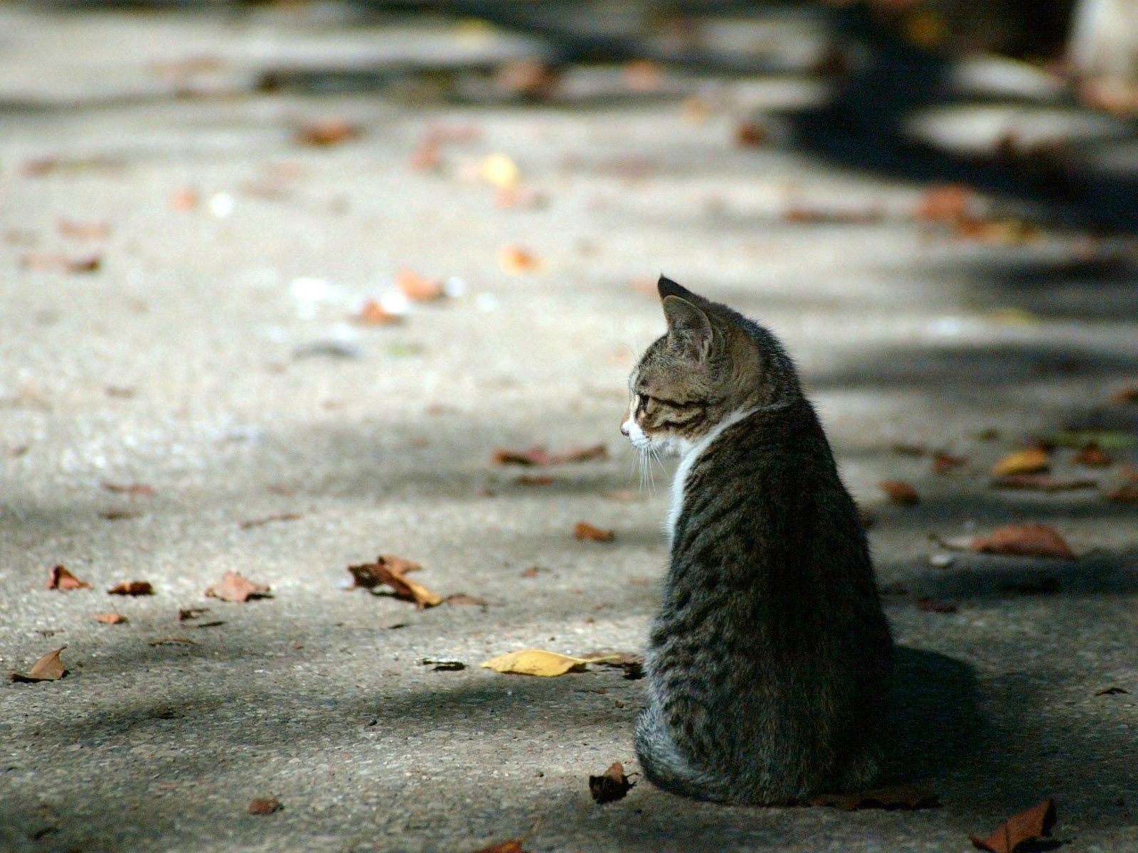 Free download wallpaper Animals, Autumn, Striped, Expectation, Waiting, Foliage, Cat on your PC desktop