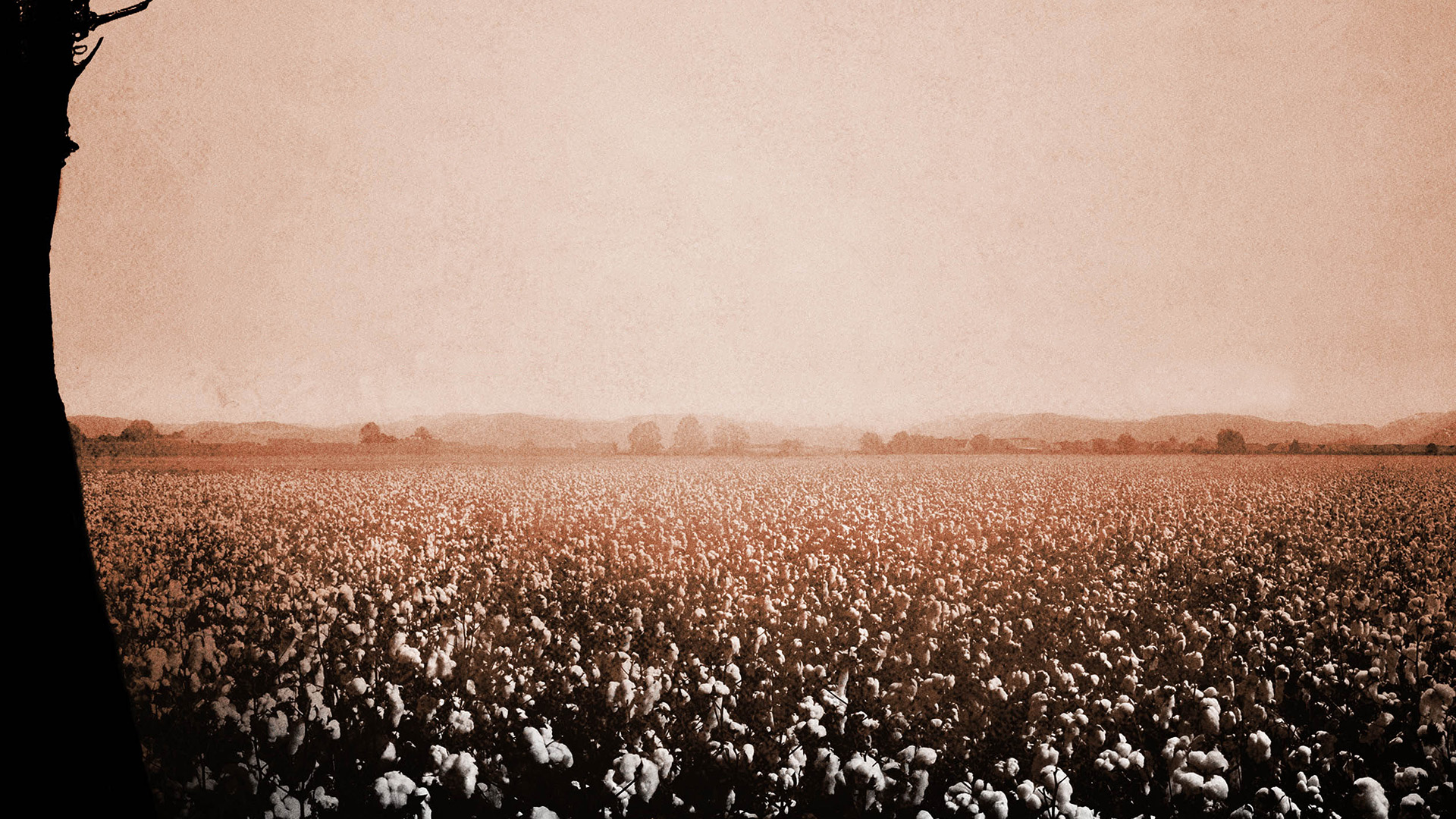 movie, 12 years a slave, cotton, field
