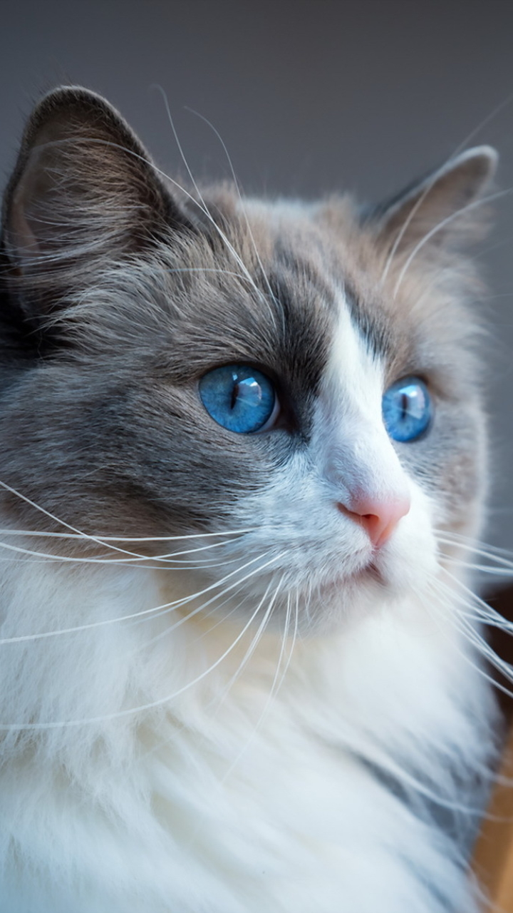 Descarga gratuita de fondo de pantalla para móvil de Animales, Gatos, Gato, Ojos Azules.