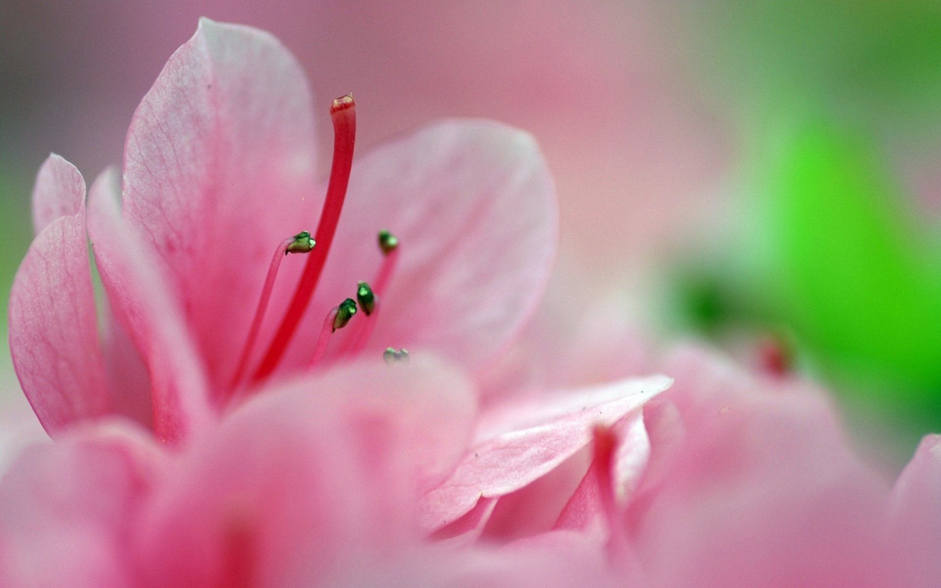 Téléchargez gratuitement l'image Fleurs, Fleur, Terre/nature sur le bureau de votre PC