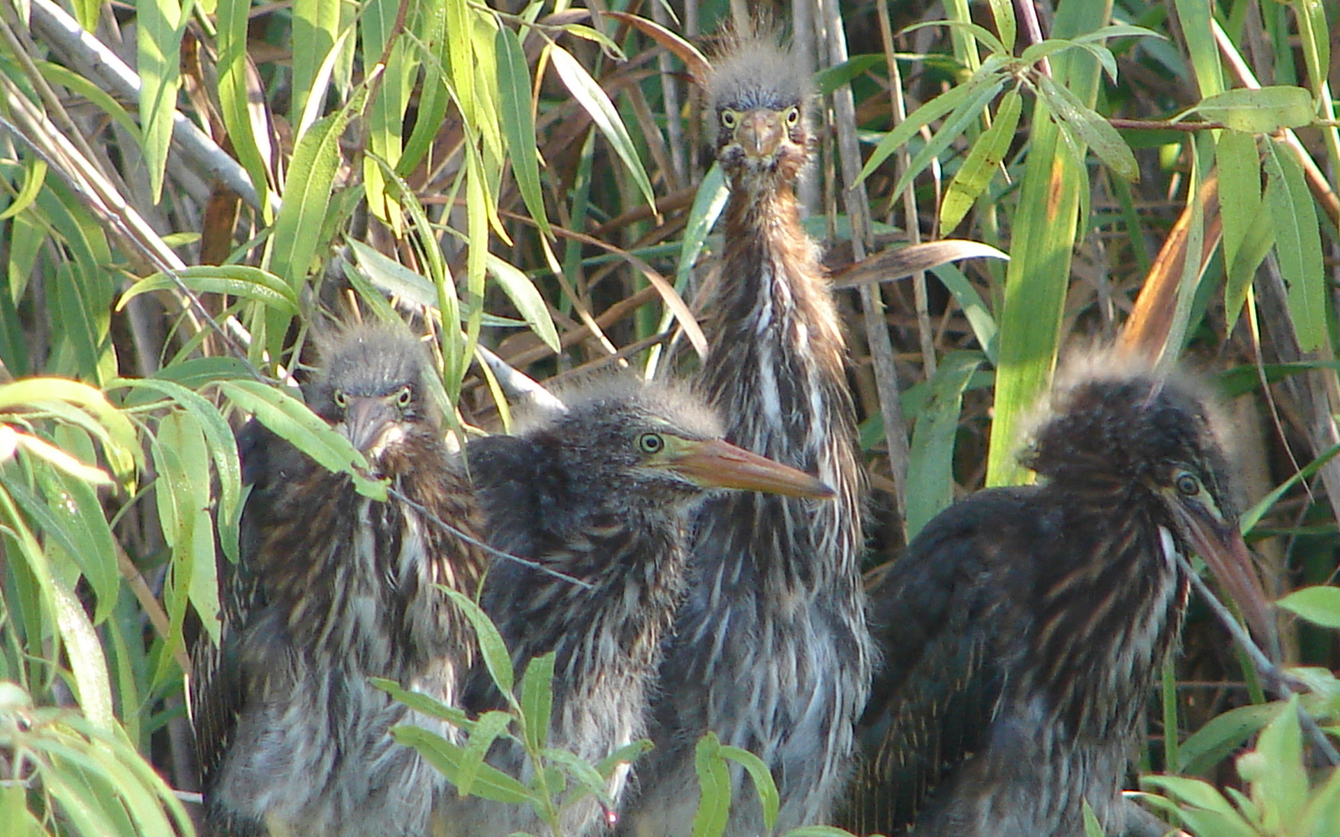 Handy-Wallpaper Vogel, Vögel, Tiere kostenlos herunterladen.