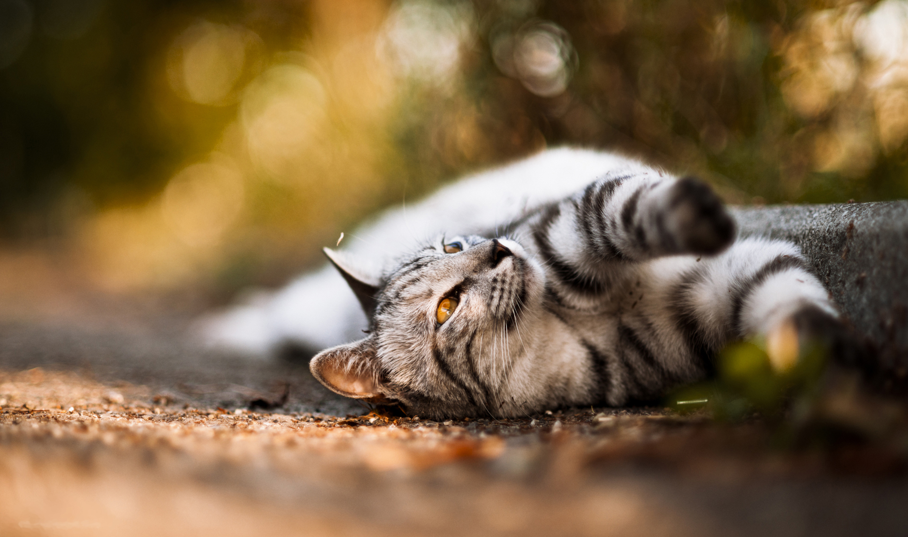 Baixar papel de parede para celular de Animais, Gatos, Gato gratuito.