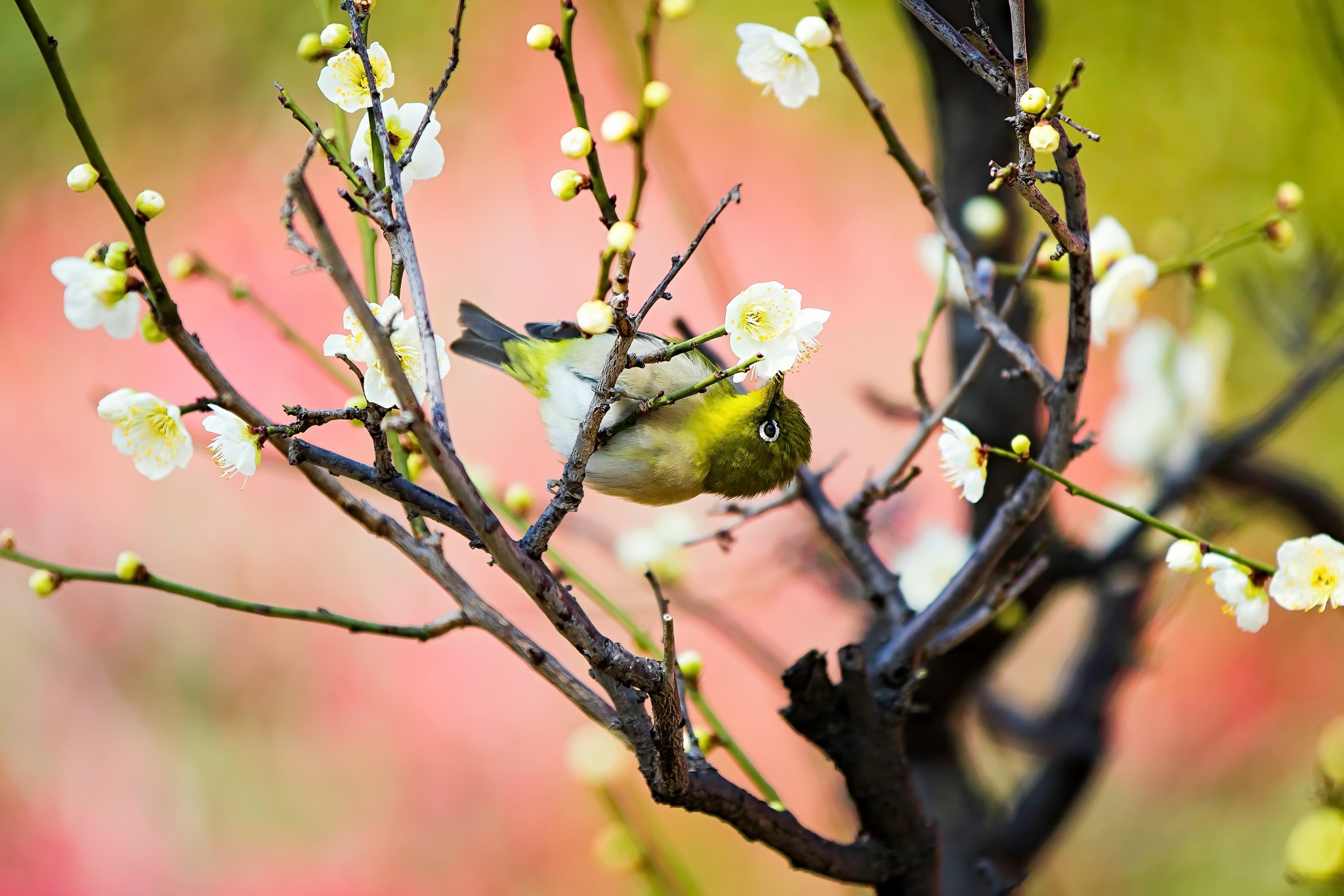 Download mobile wallpaper Birds, Bird, Animal, Japanese White Eye for free.