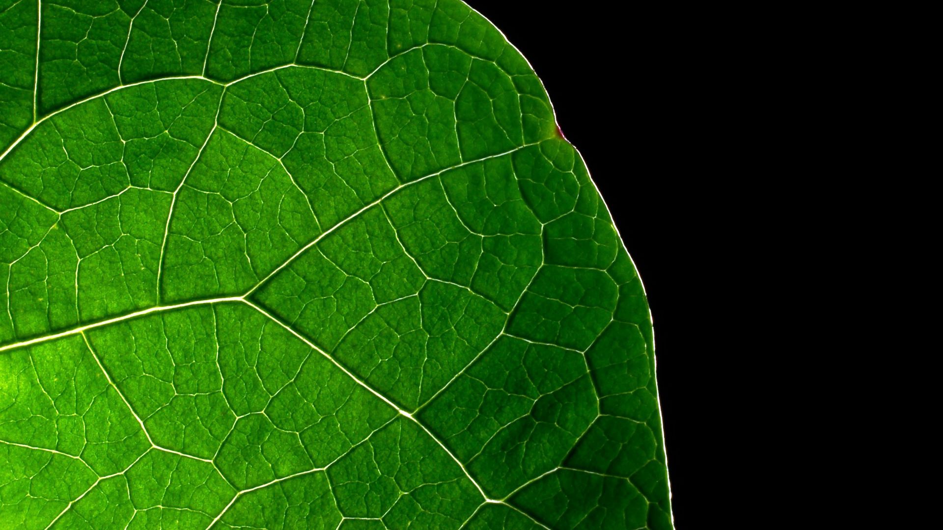 leaf, macro, lines, dark background, sheet