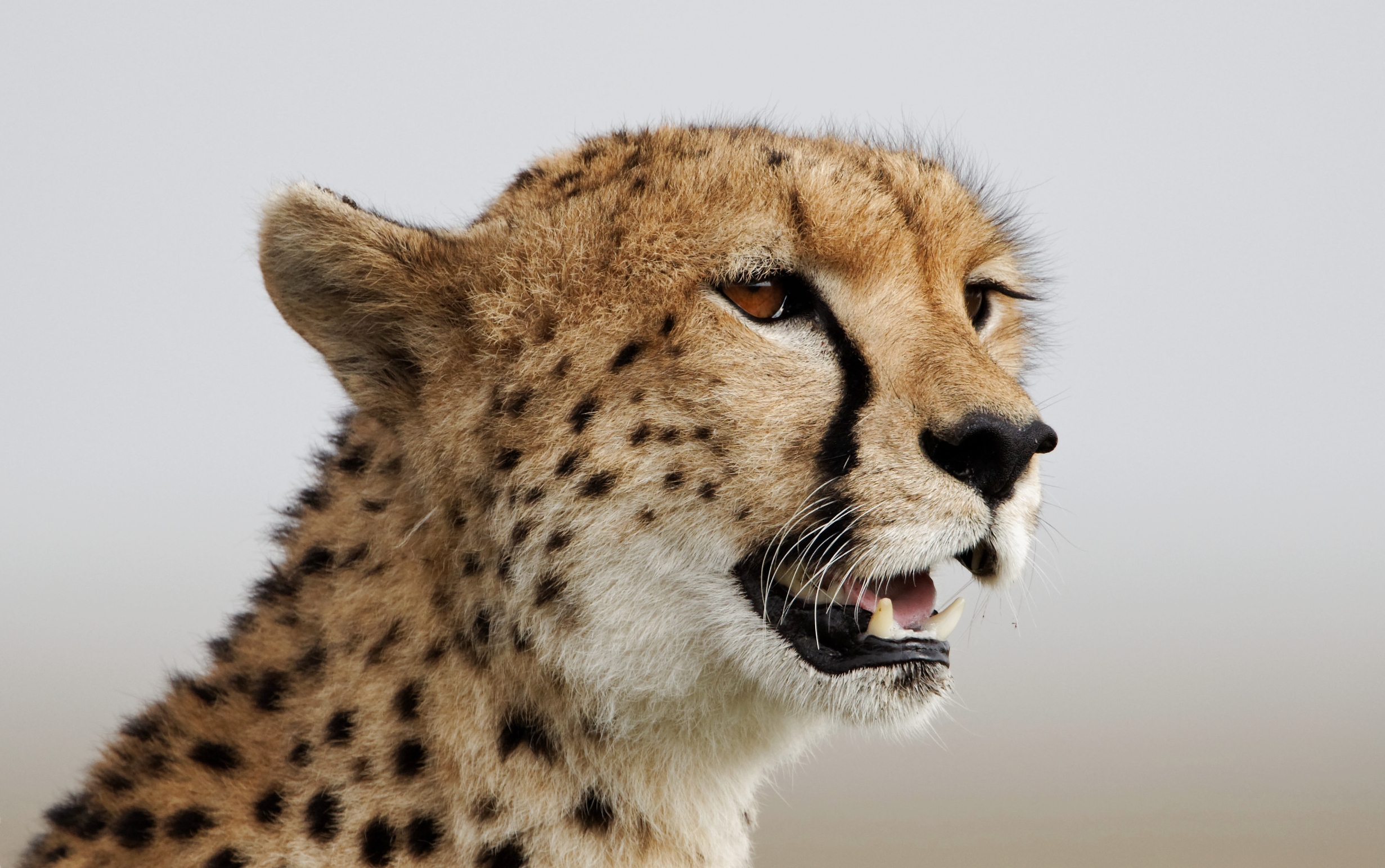 Download mobile wallpaper Cats, Cheetah, Close Up, Fangs, Animal for free.