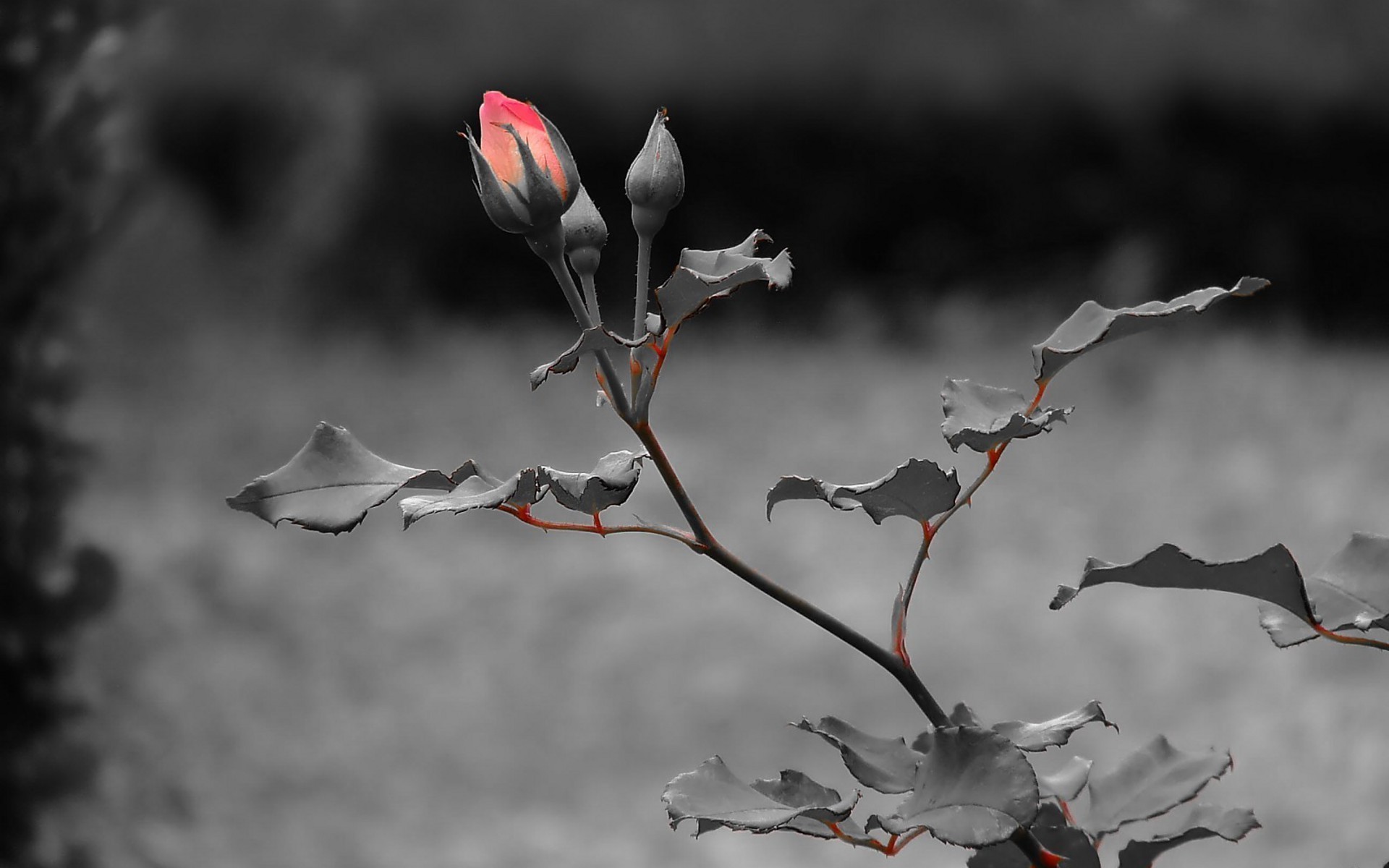 Free download wallpaper Flowers, Flower, Rose, Bud, Earth on your PC desktop