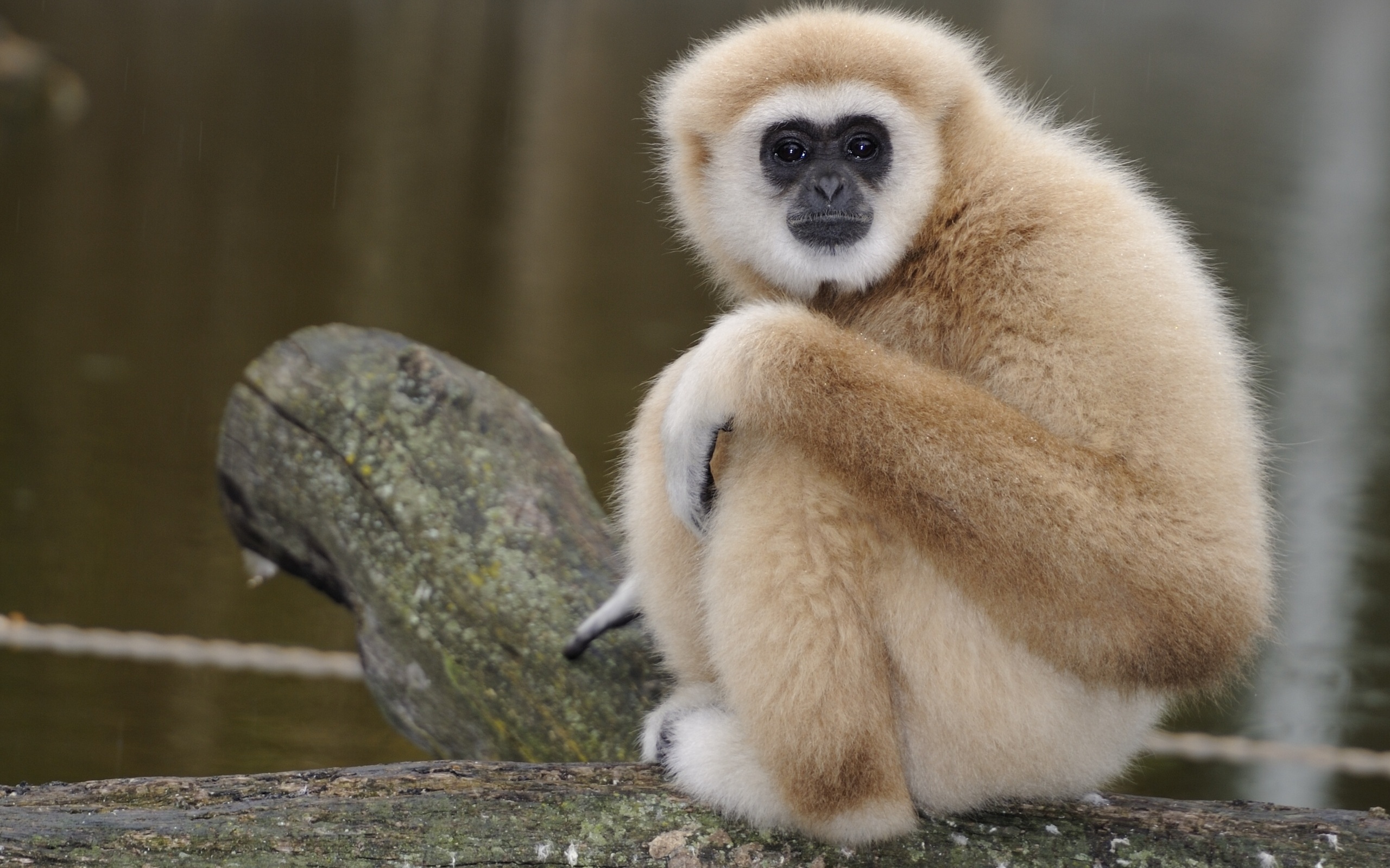 295410 descargar imagen animales, mono, monos: fondos de pantalla y protectores de pantalla gratis