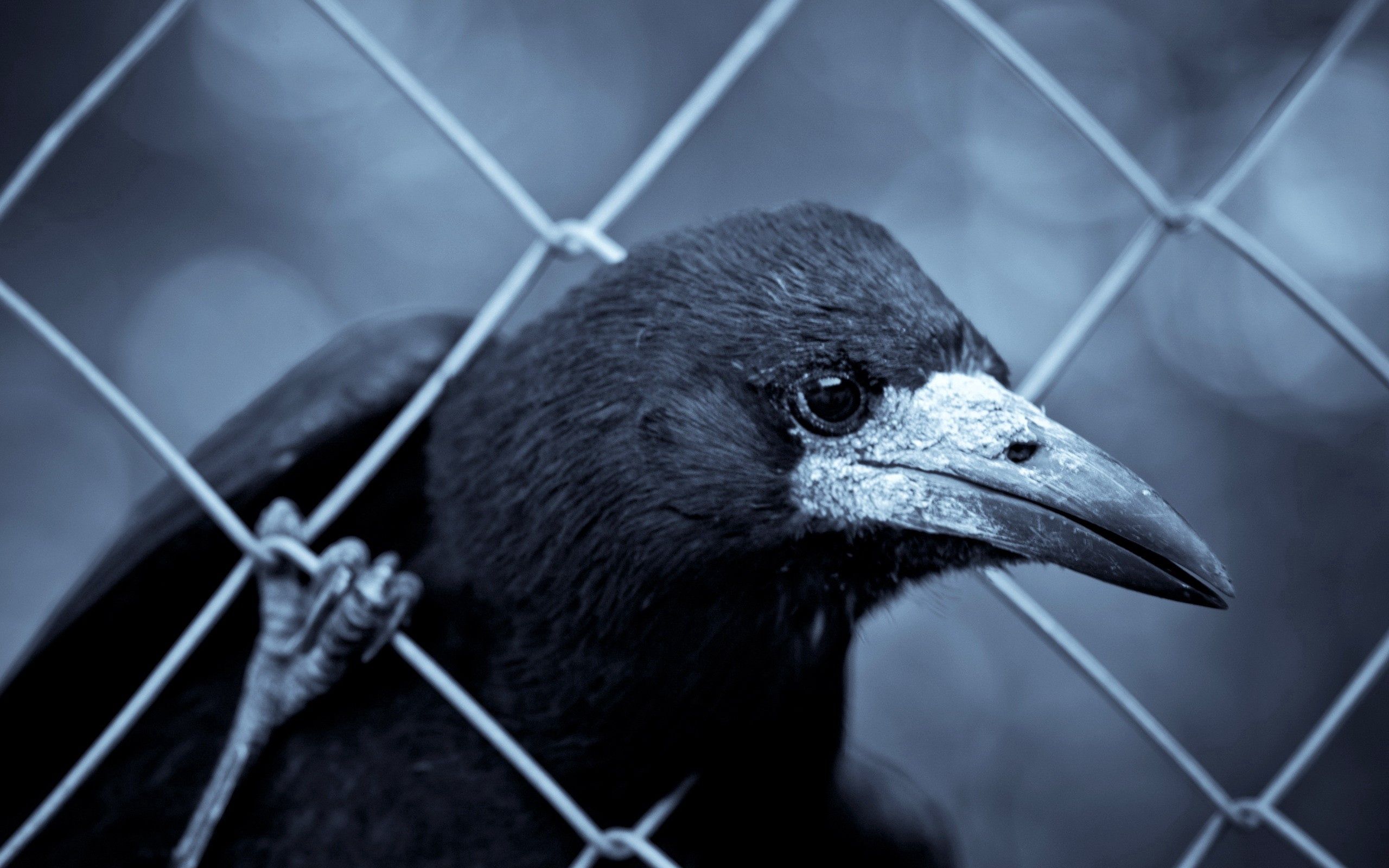 Download mobile wallpaper Animals, Beak, Bird, Grid, Raven for free.