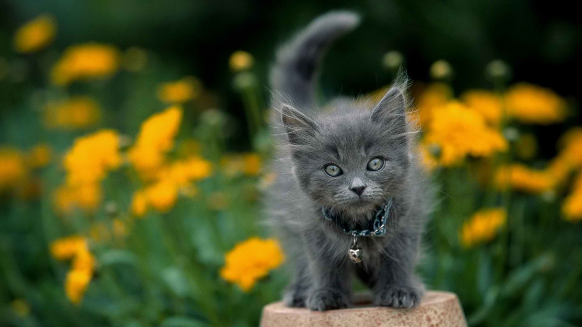 Handy-Wallpaper Tiere, Katzen, Katze kostenlos herunterladen.