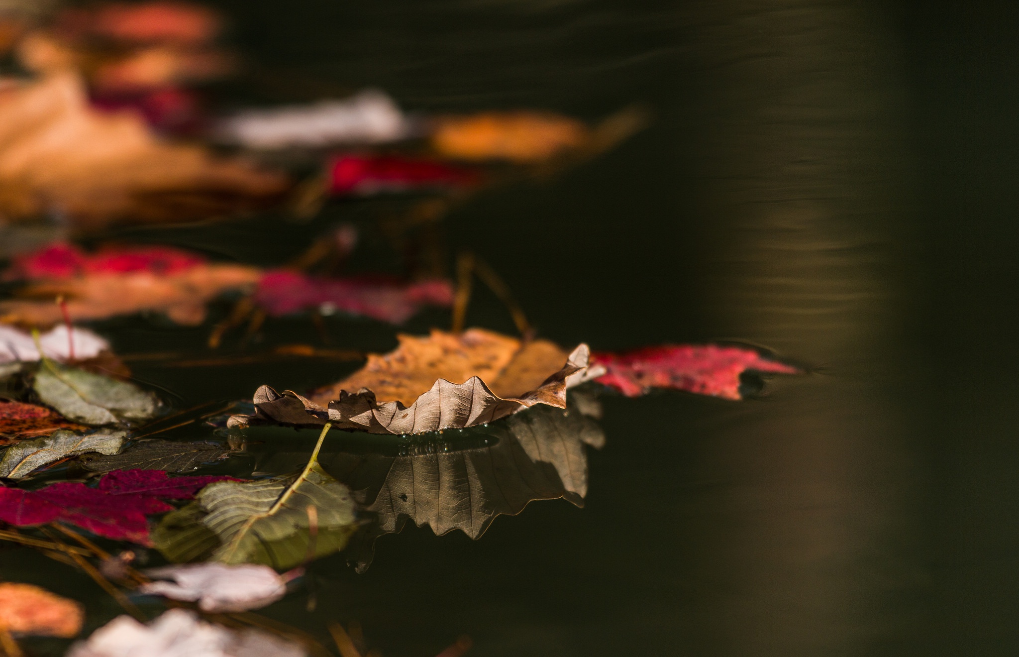 Free download wallpaper Water, Reflection, Leaf, Fall, Earth on your PC desktop