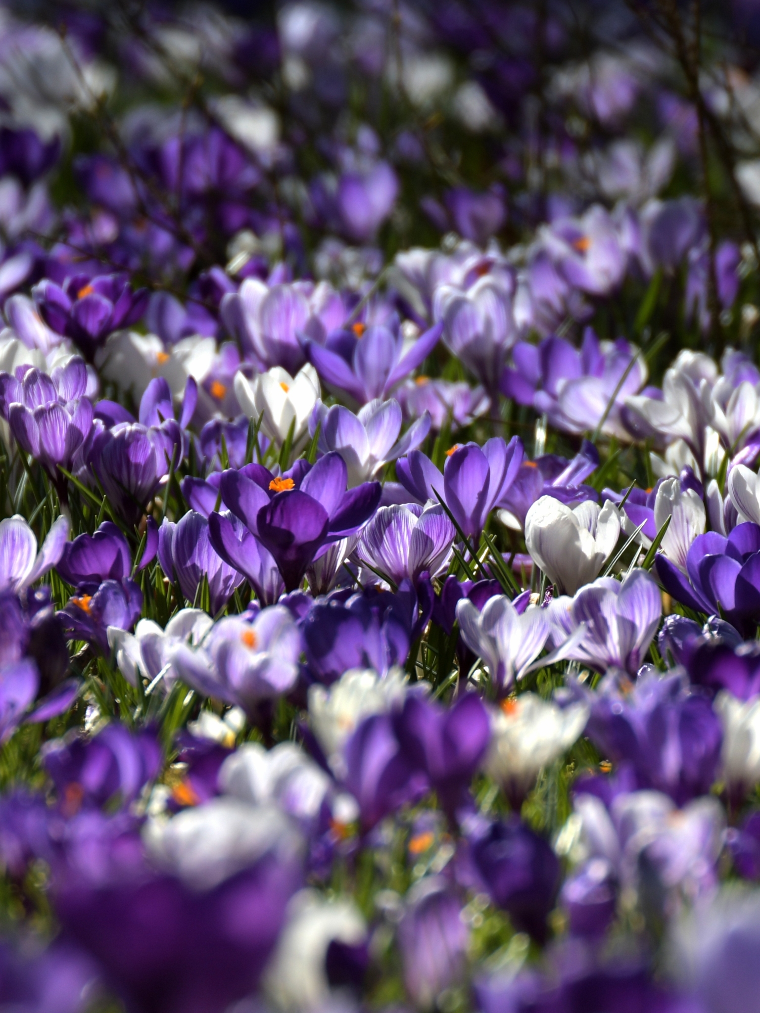 Скачати мобільні шпалери Природа, Квітка, Земля, Весна, Крокус, Біла Квітка, Фіолетова Квітка, Флауерзи безкоштовно.