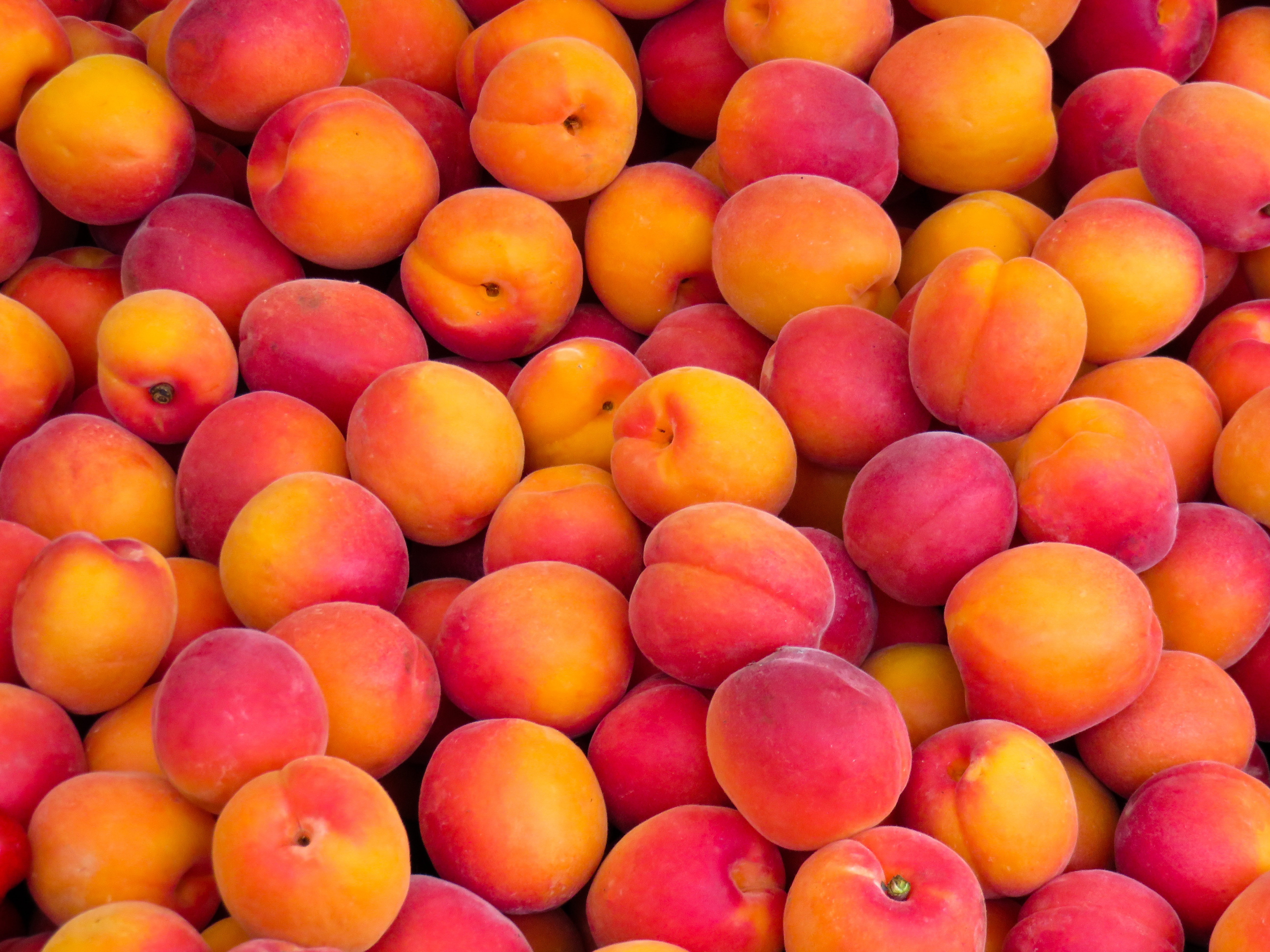 Free download wallpaper Food, Fruit, Apricot on your PC desktop
