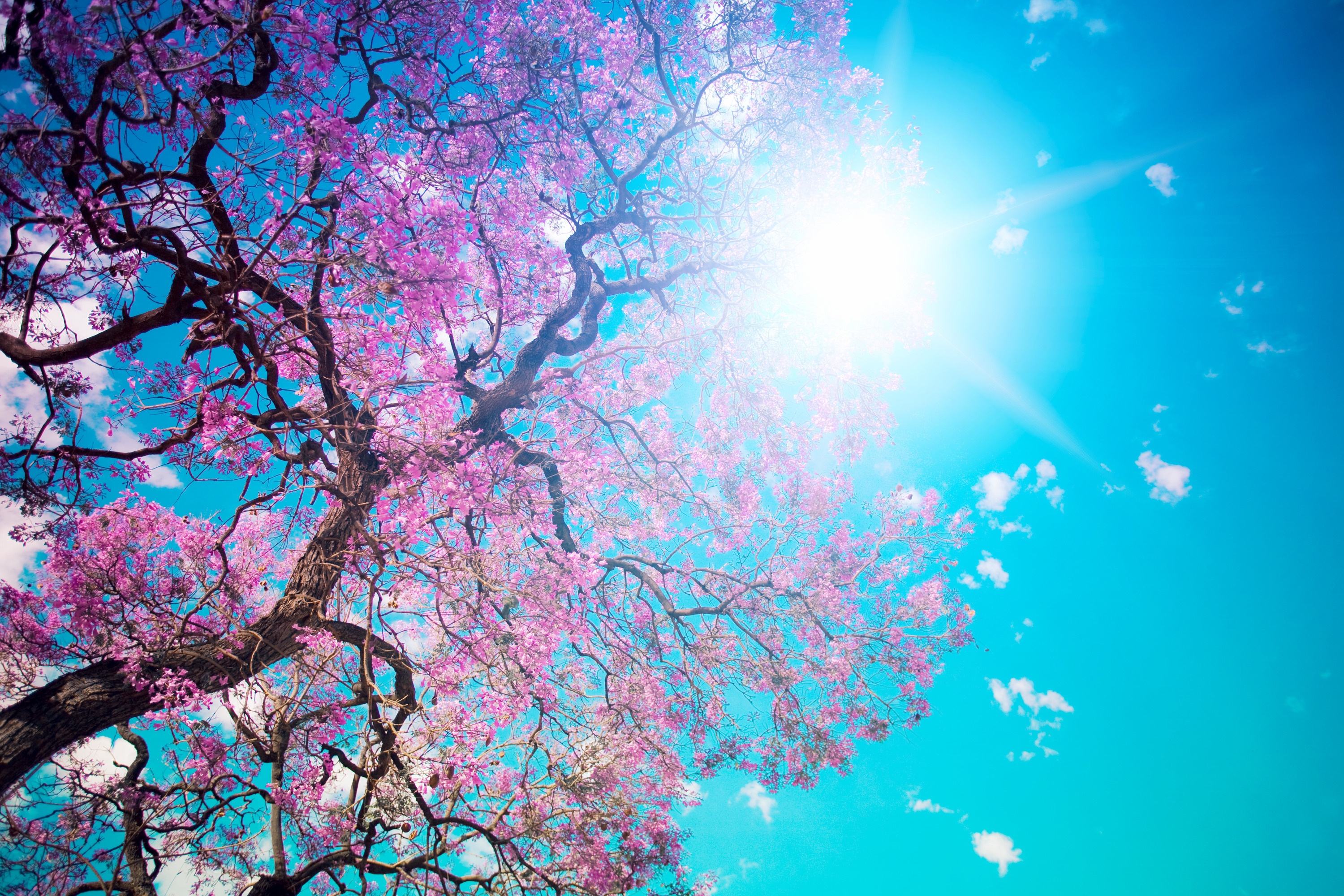 172015 descargar fondo de pantalla primavera, árboles, sol, árbol, tierra/naturaleza: protectores de pantalla e imágenes gratis