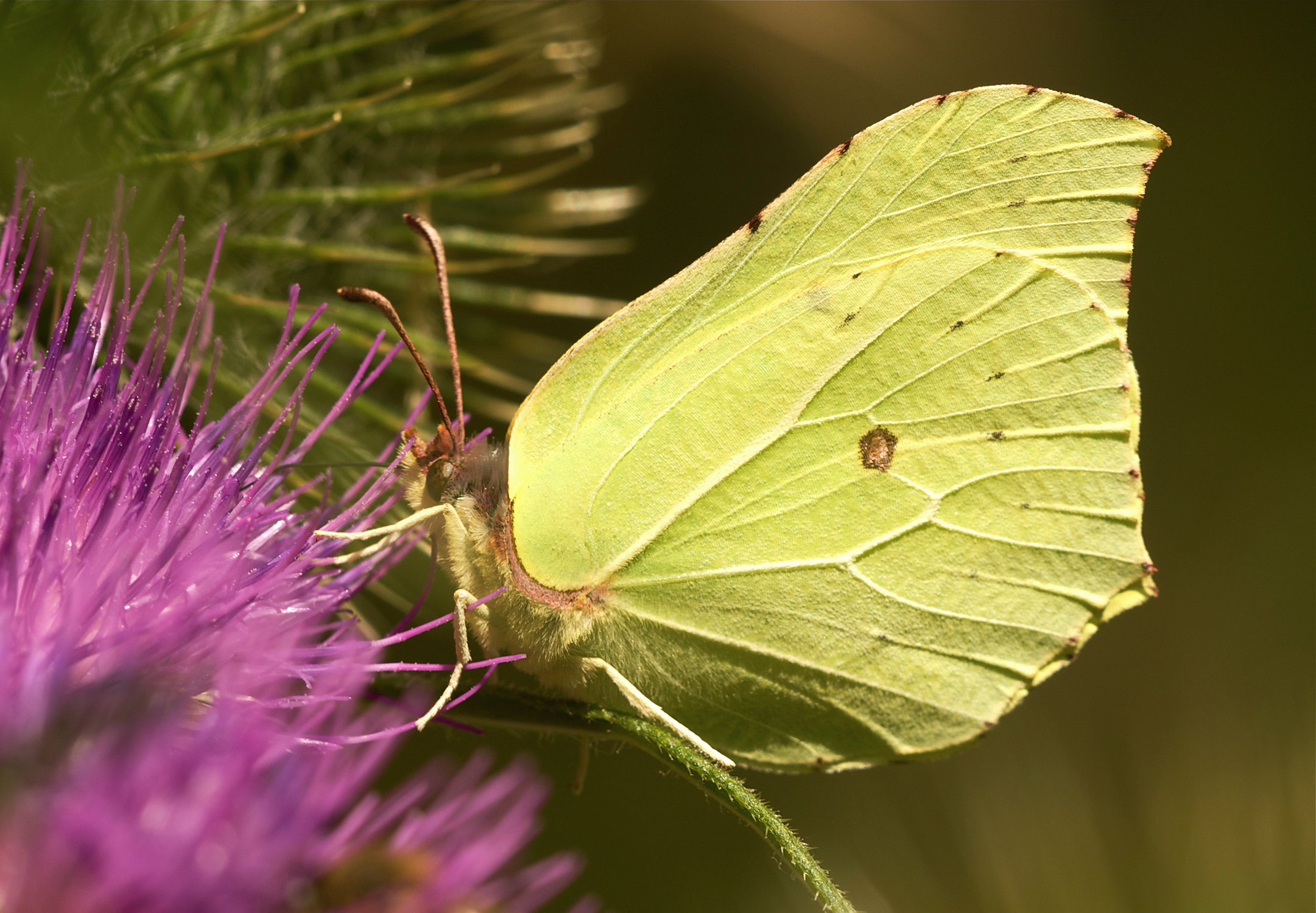 Descarga gratuita de fondo de pantalla para móvil de Animales, Mariposa.