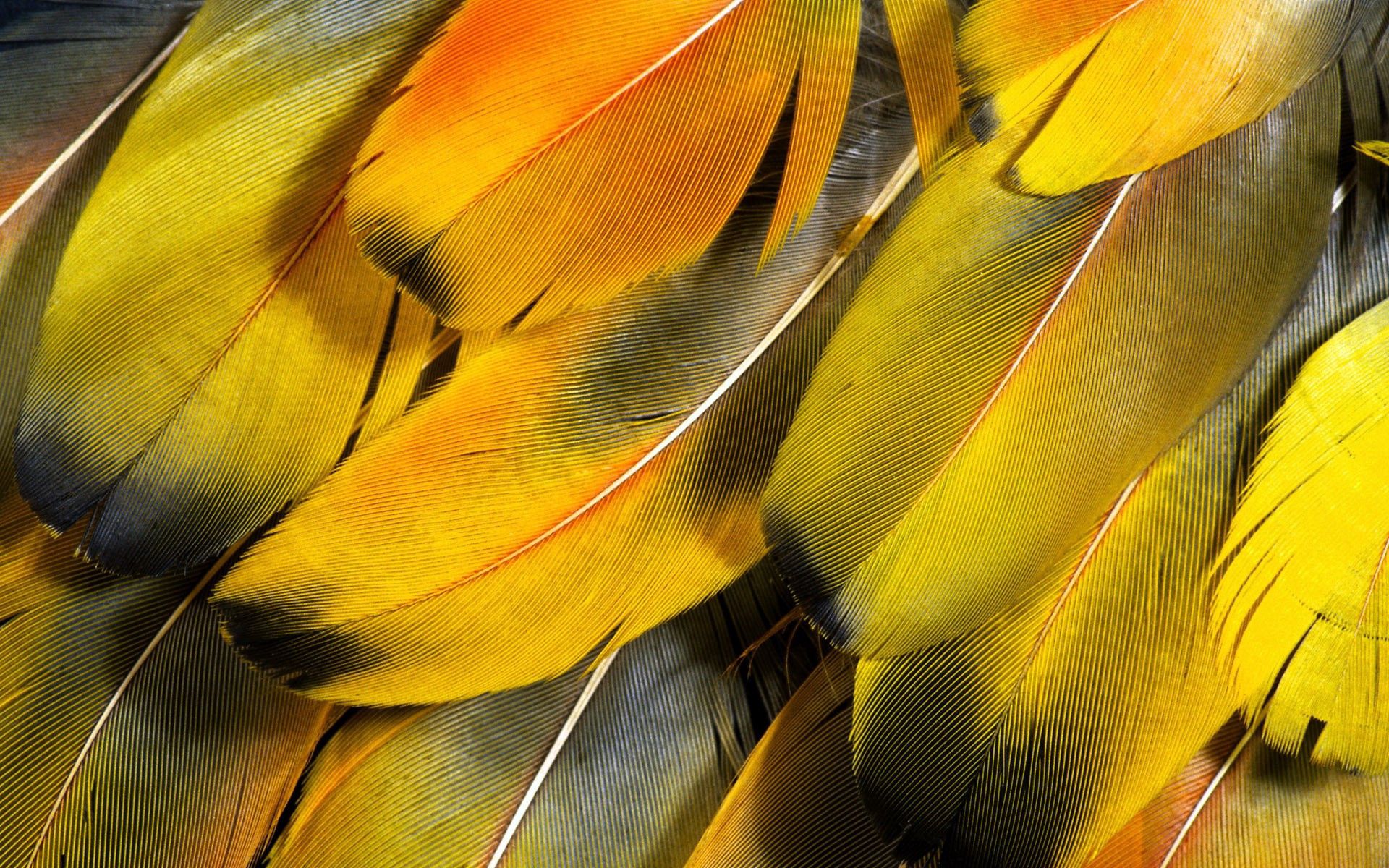 PC Wallpapers feather, yellow, macro, striped
