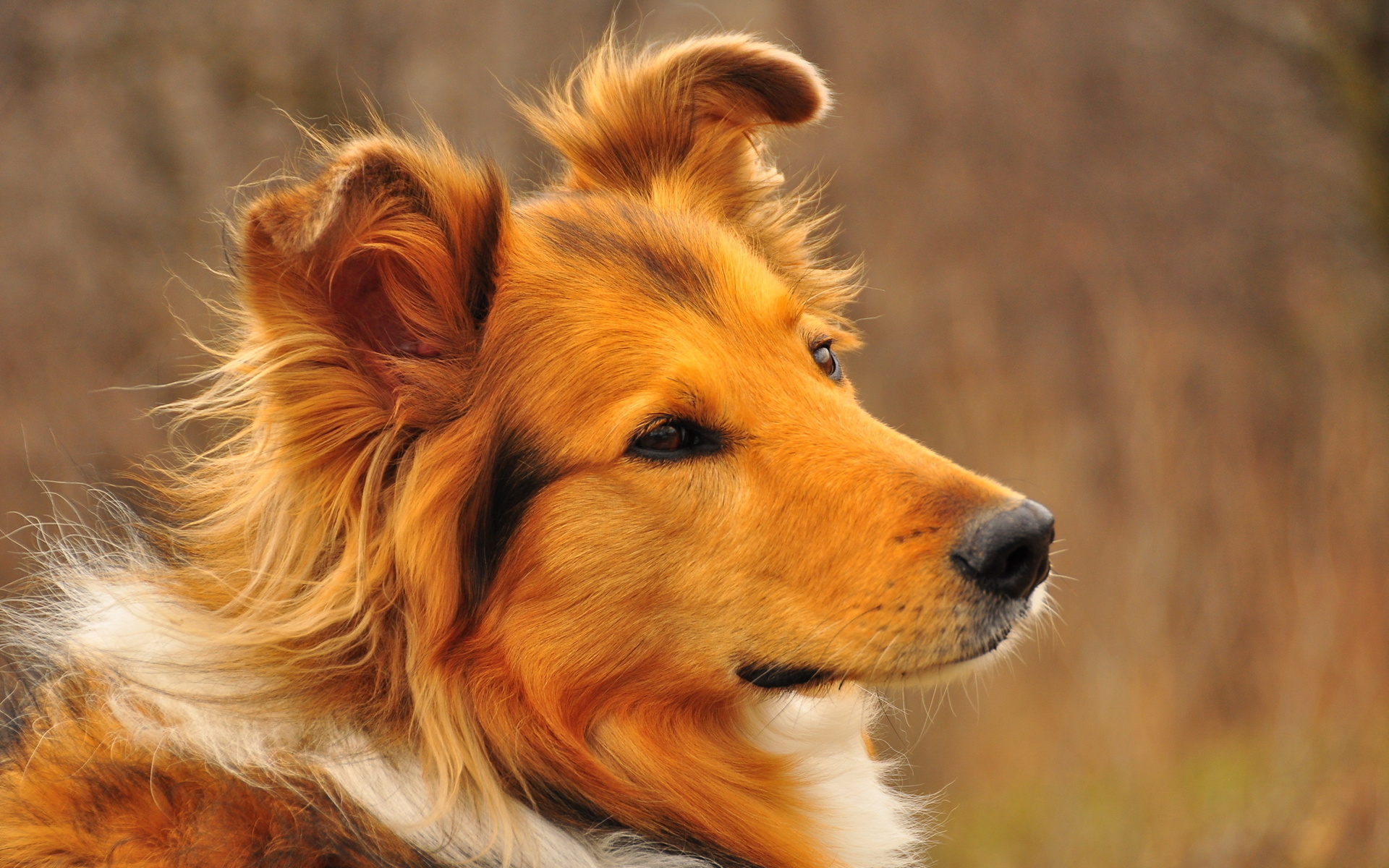 Descarga gratuita de fondo de pantalla para móvil de Perros, Perro, Animales.