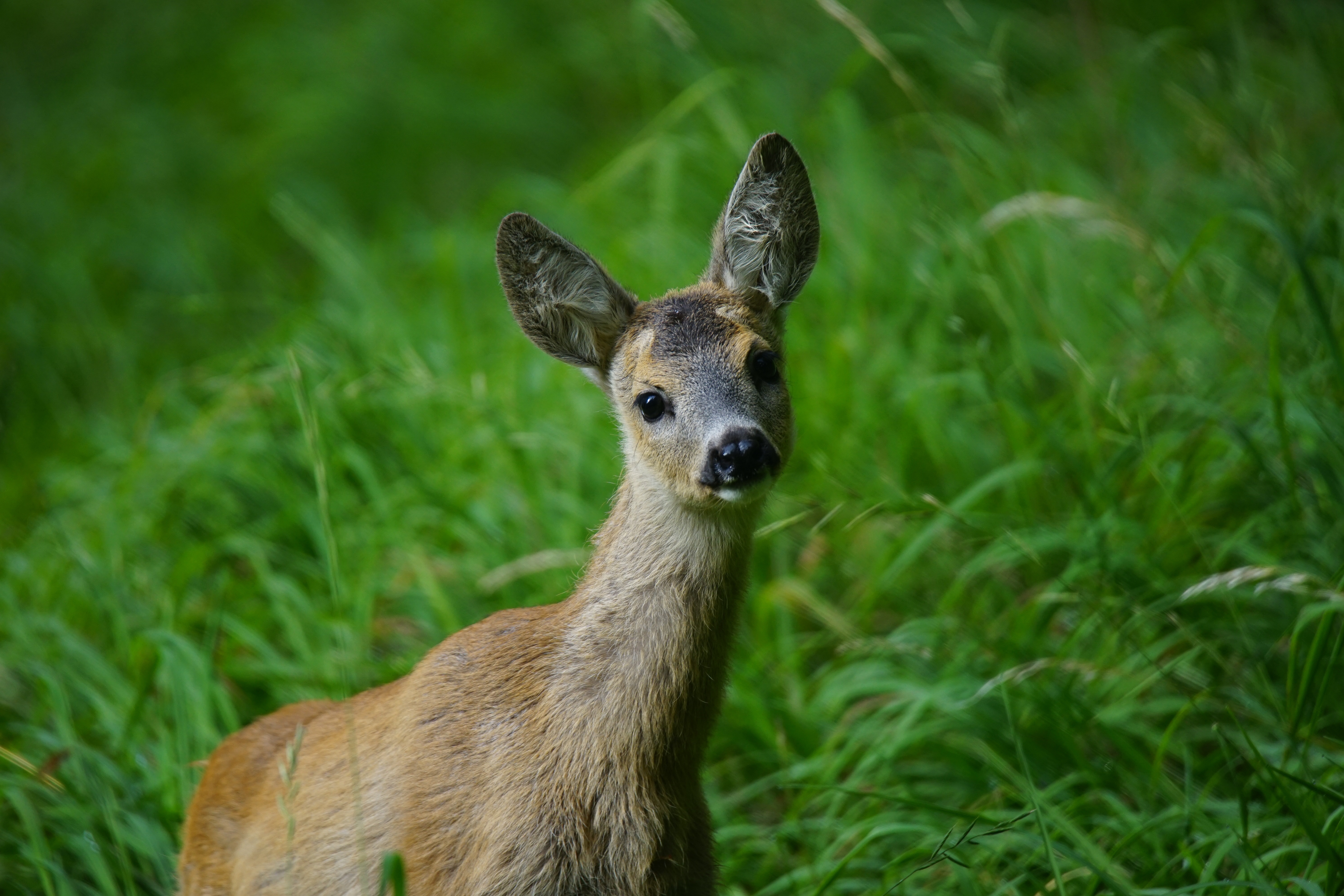 Download mobile wallpaper Young, Muzzle, Animals, Grass, Deer for free.