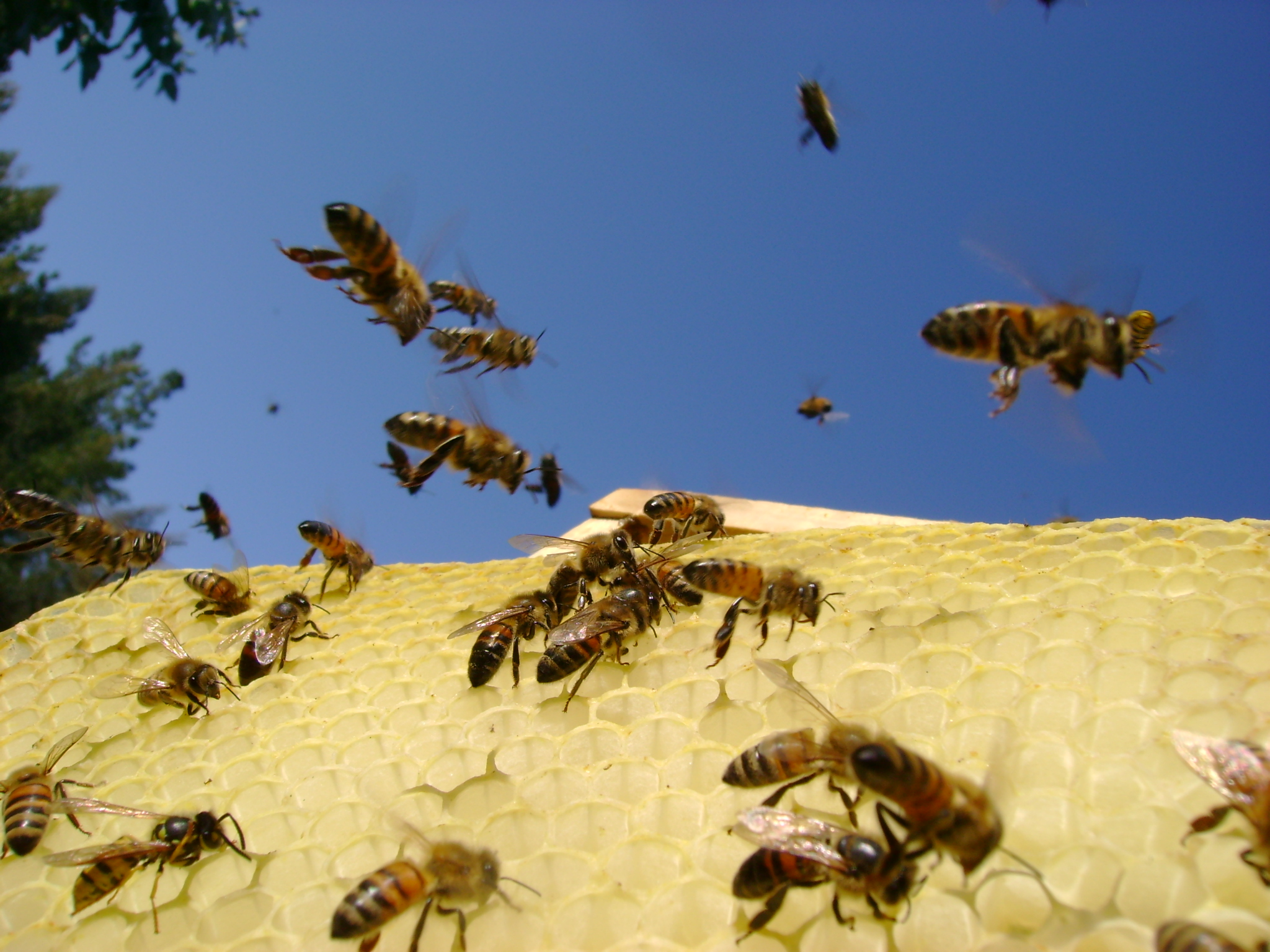 349050 скачать картинку животные, пчела, пчелиный улей, соты, насекомые - обои и заставки бесплатно