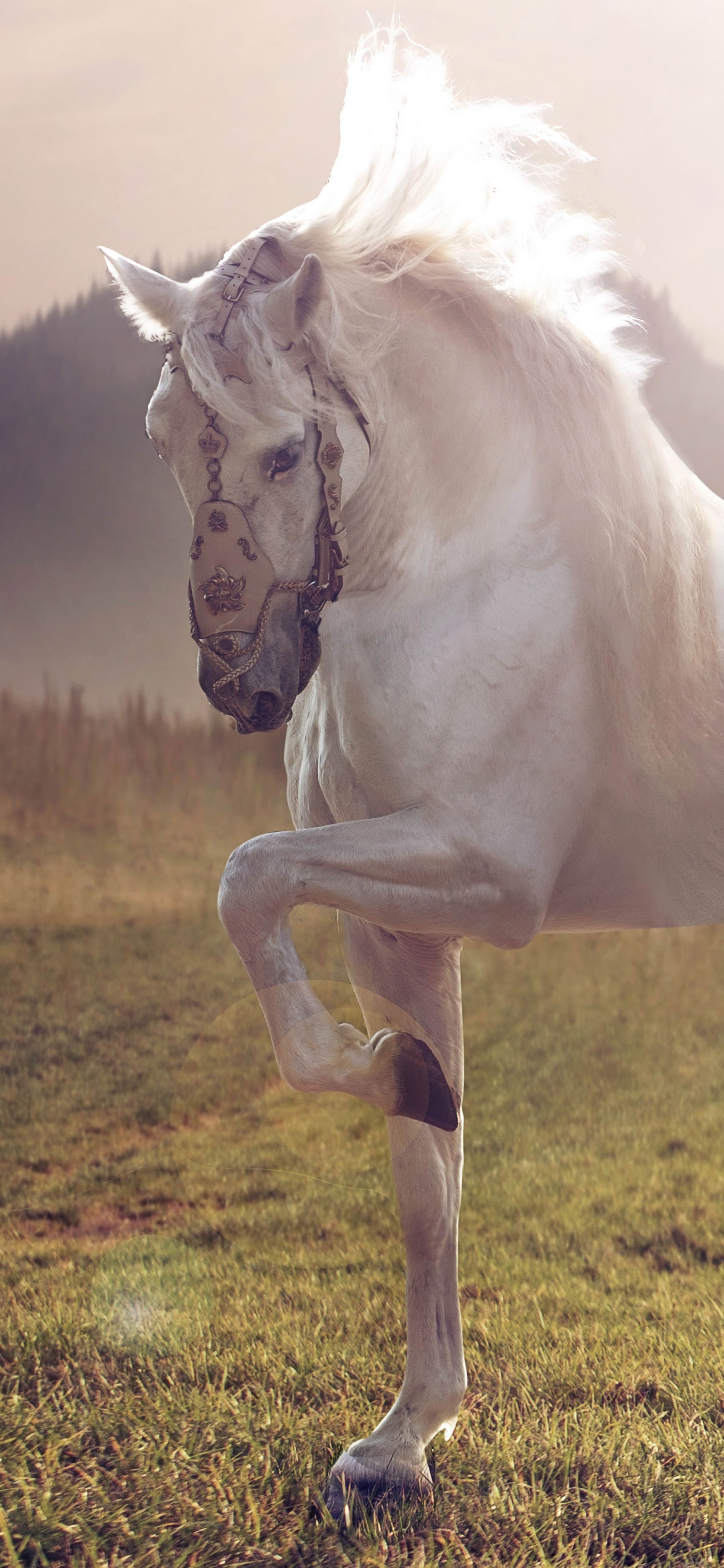 Download mobile wallpaper Animal, Horse for free.