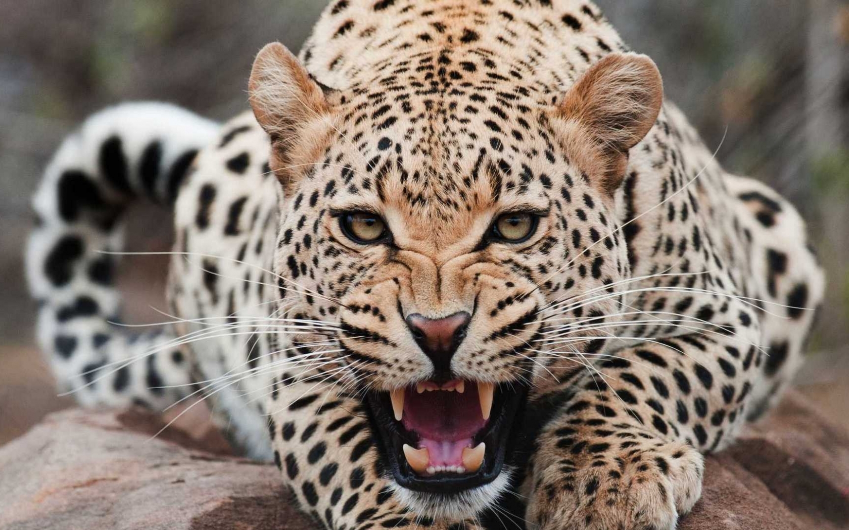 39909 télécharger l'image léopards, animaux, orange - fonds d'écran et économiseurs d'écran gratuits
