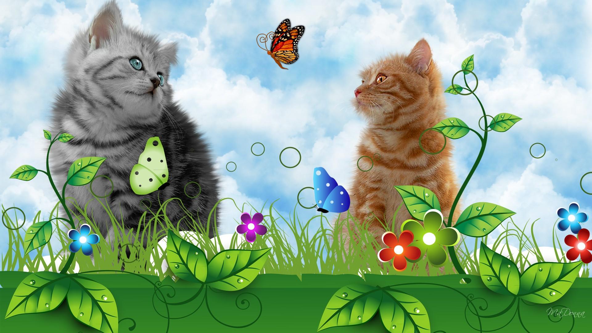 Free download wallpaper Cats, Cat, Animal on your PC desktop