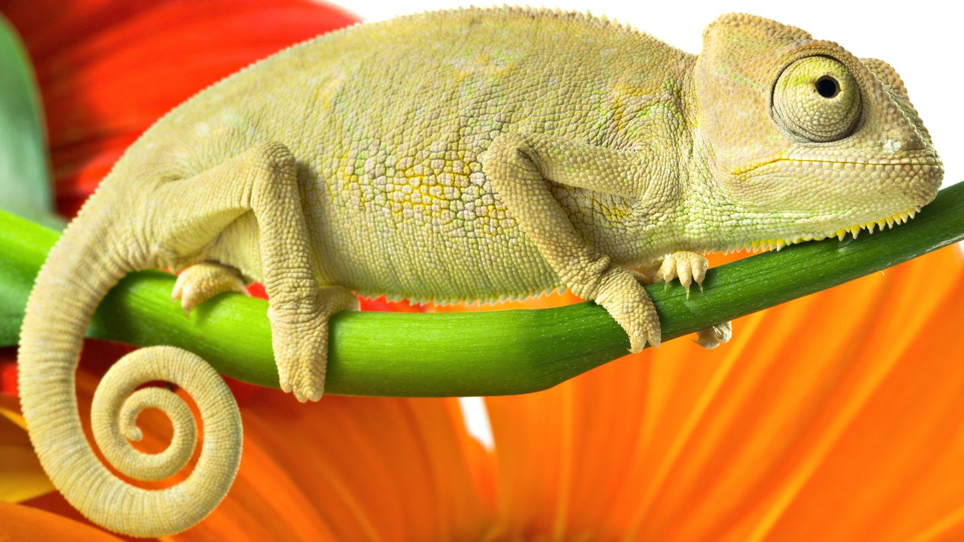 Free download wallpaper Animals, Chameleon, Branch, Reptile on your PC desktop