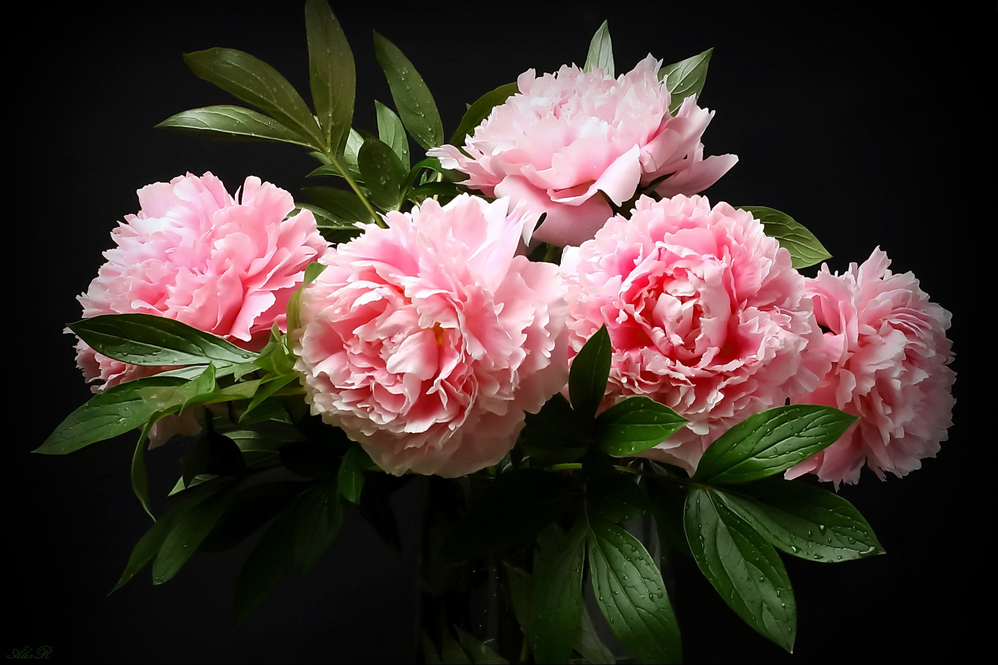 Download mobile wallpaper Flowers, Bouquet, Earth, Peony, Pink Flower for free.
