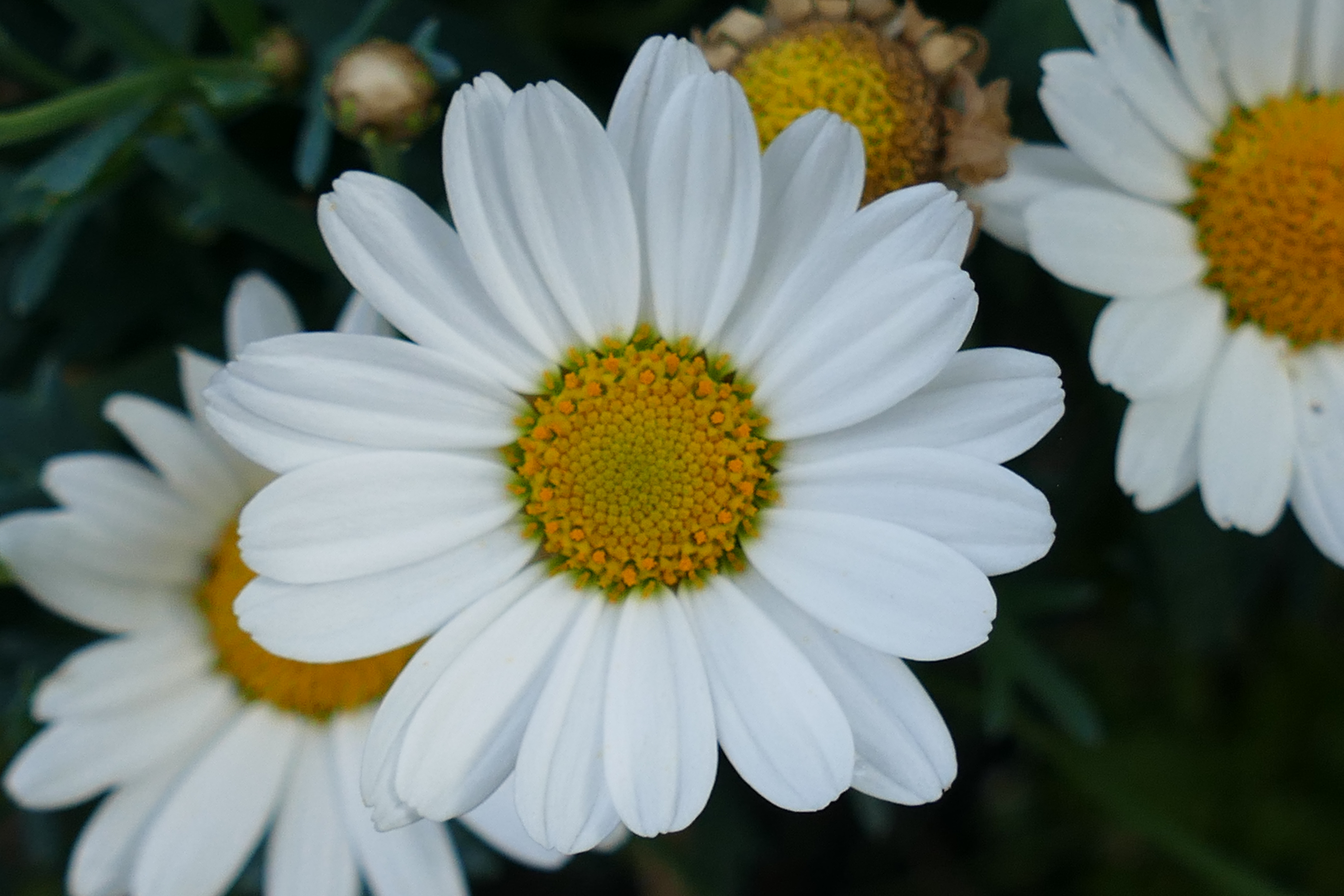 Download mobile wallpaper Petals, Close Up, Chamomile, Flowers, Camomile for free.