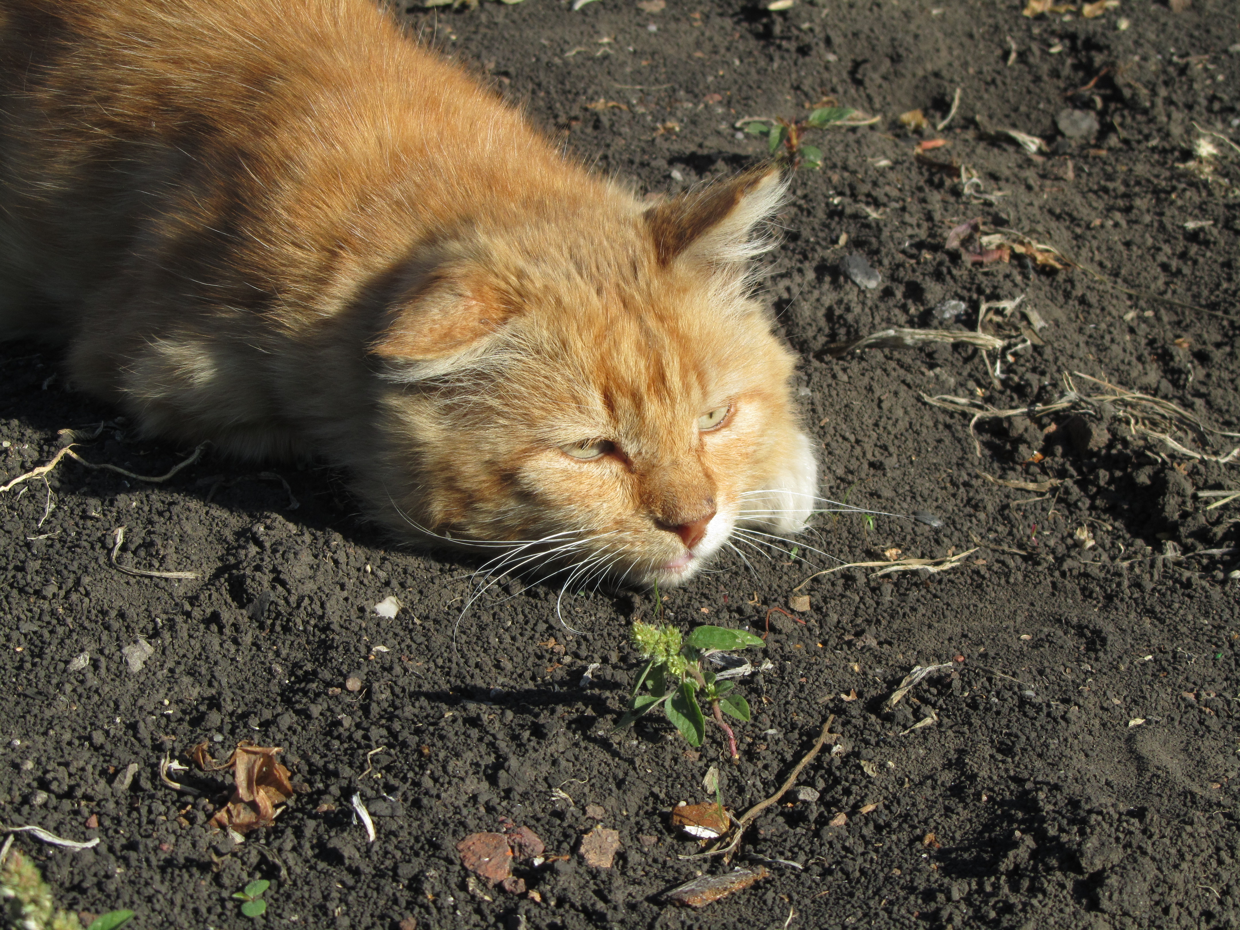 Handy-Wallpaper Tiere, Katzen, Katze kostenlos herunterladen.