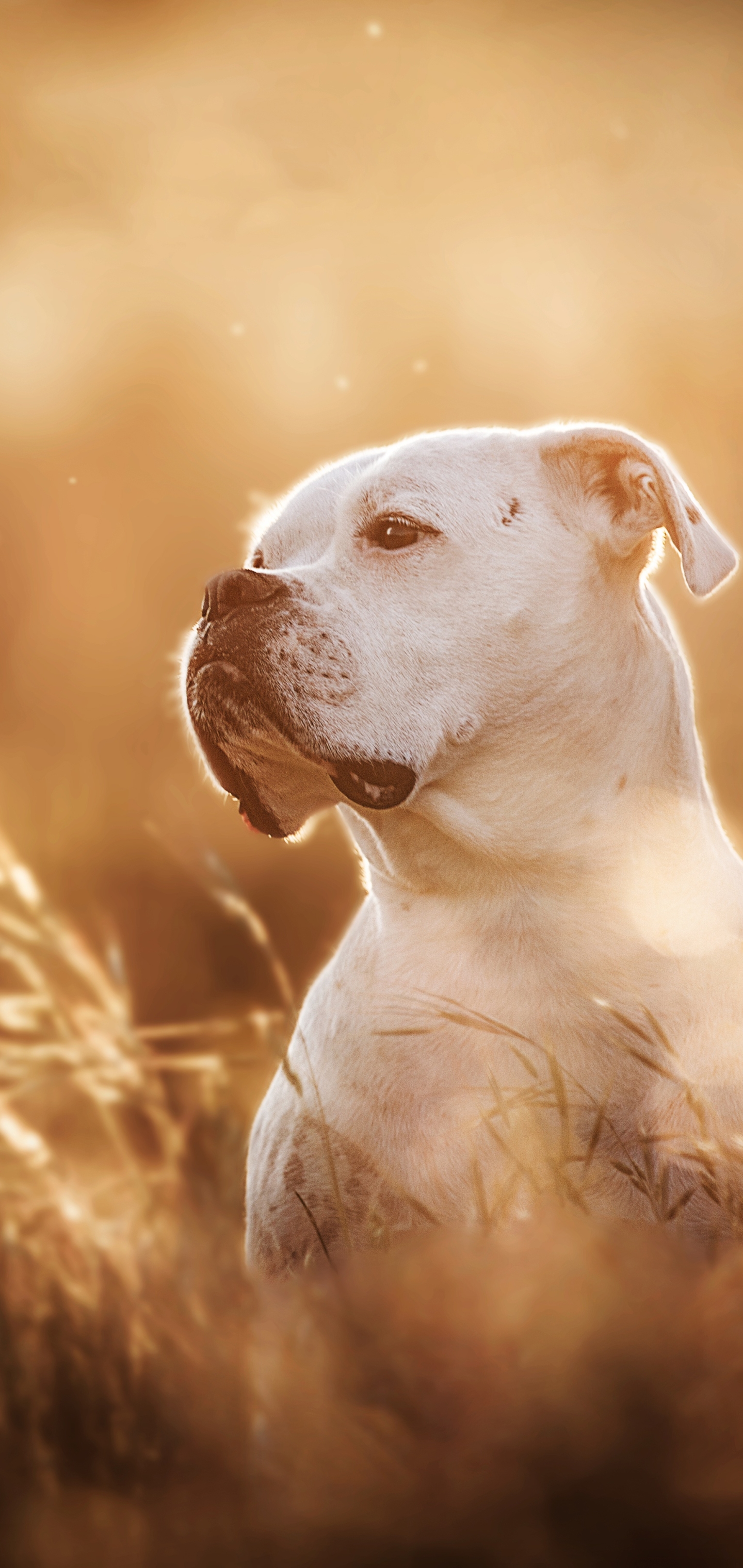 Laden Sie das Tiere, Hunde, Hund, Schnauze, Boxer, Boxer (Hund)-Bild kostenlos auf Ihren PC-Desktop herunter