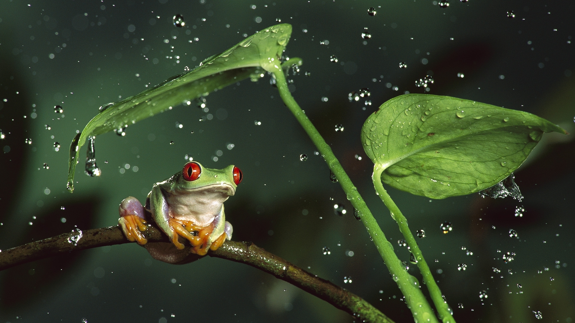 Frogs Lock Screen Wallpaper