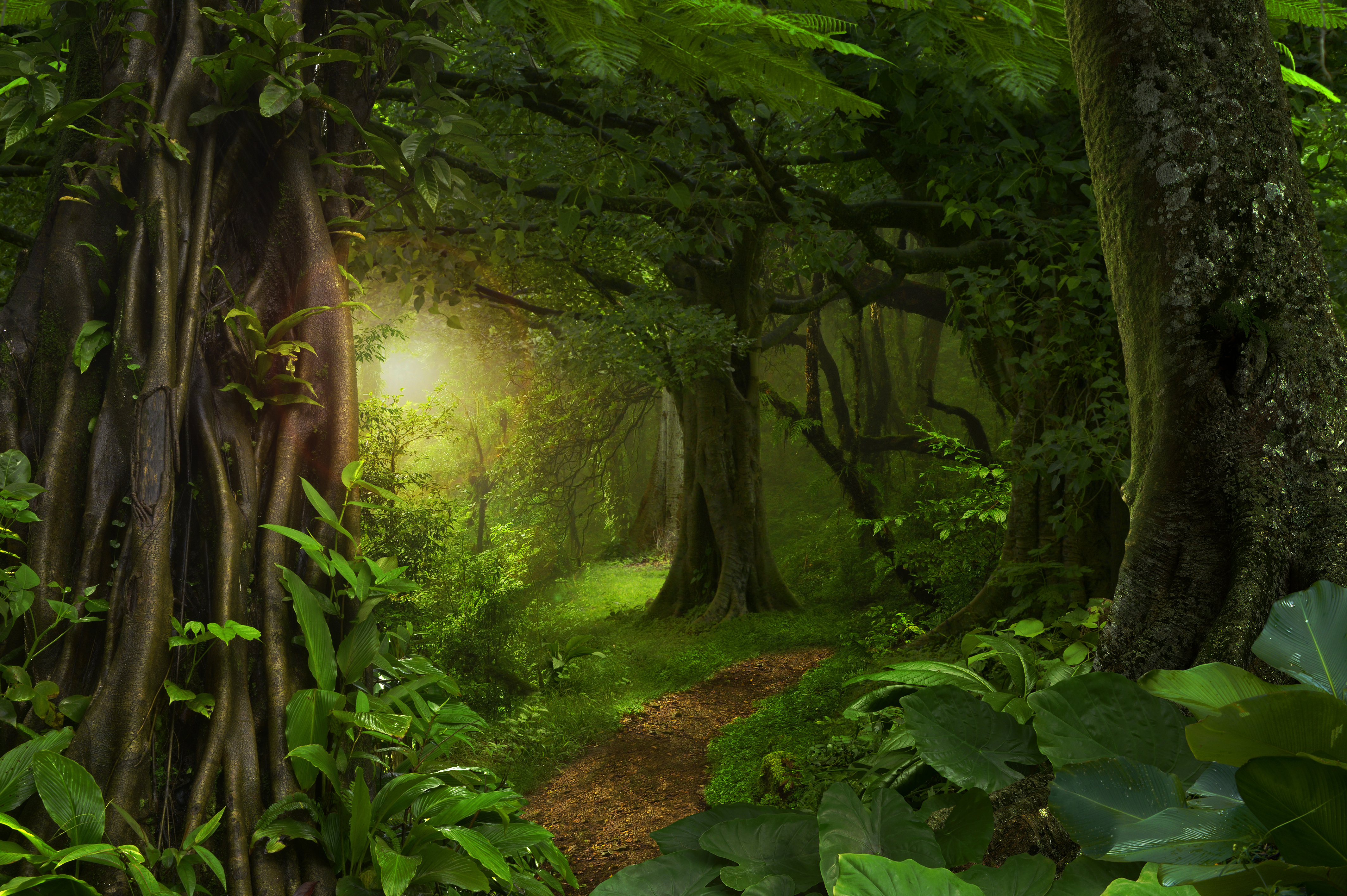 Téléchargez des papiers peints mobile Forêt, Arbre, Chemin, La Nature, Terre/nature gratuitement.