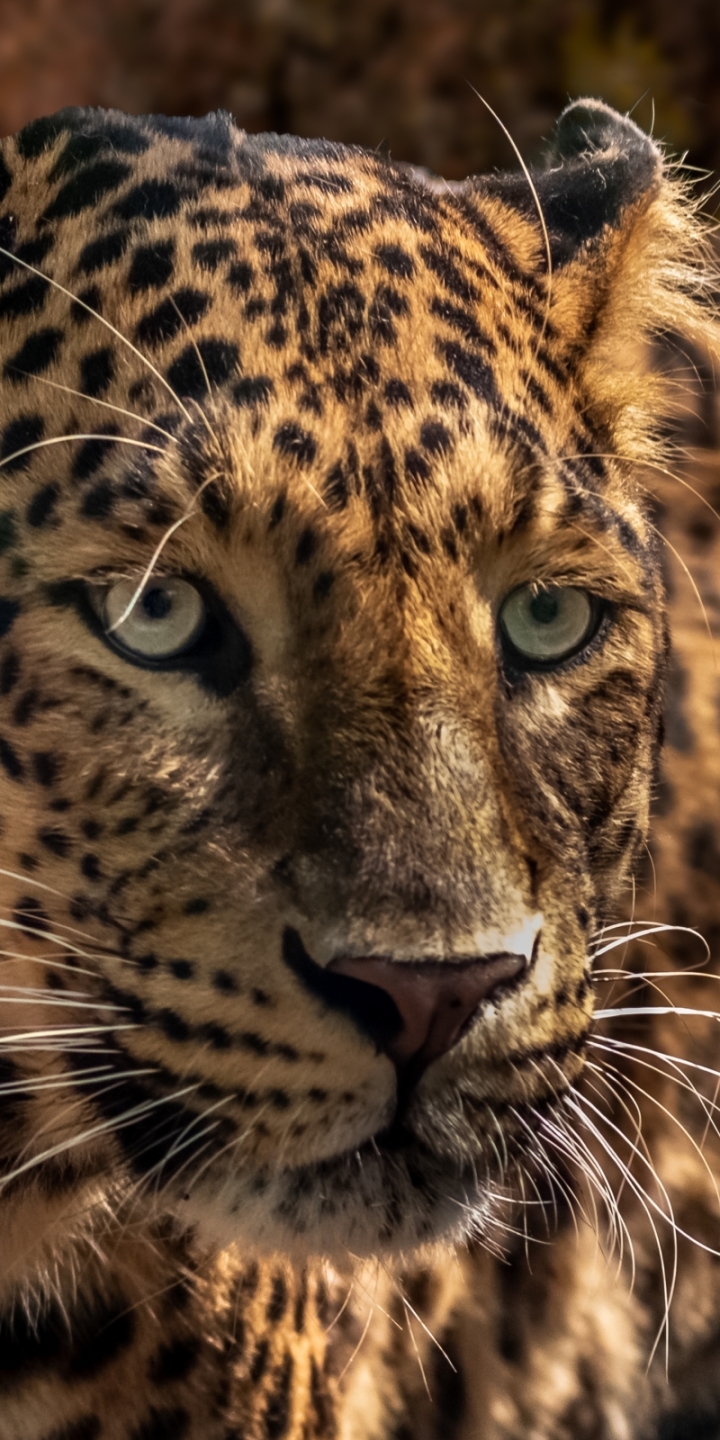 Handy-Wallpaper Tiere, Katzen, Jaguar, Nahansicht kostenlos herunterladen.