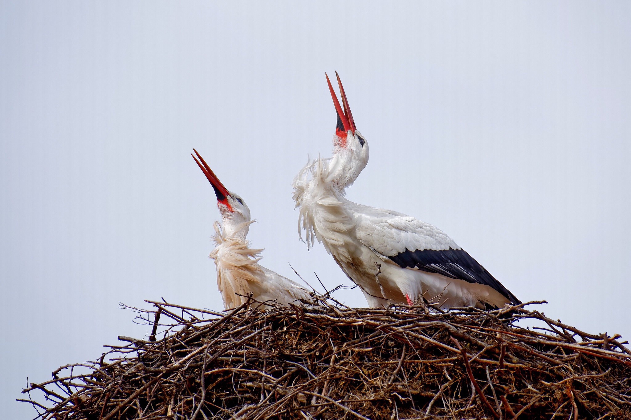 animal, white stork, bird, nest, birds