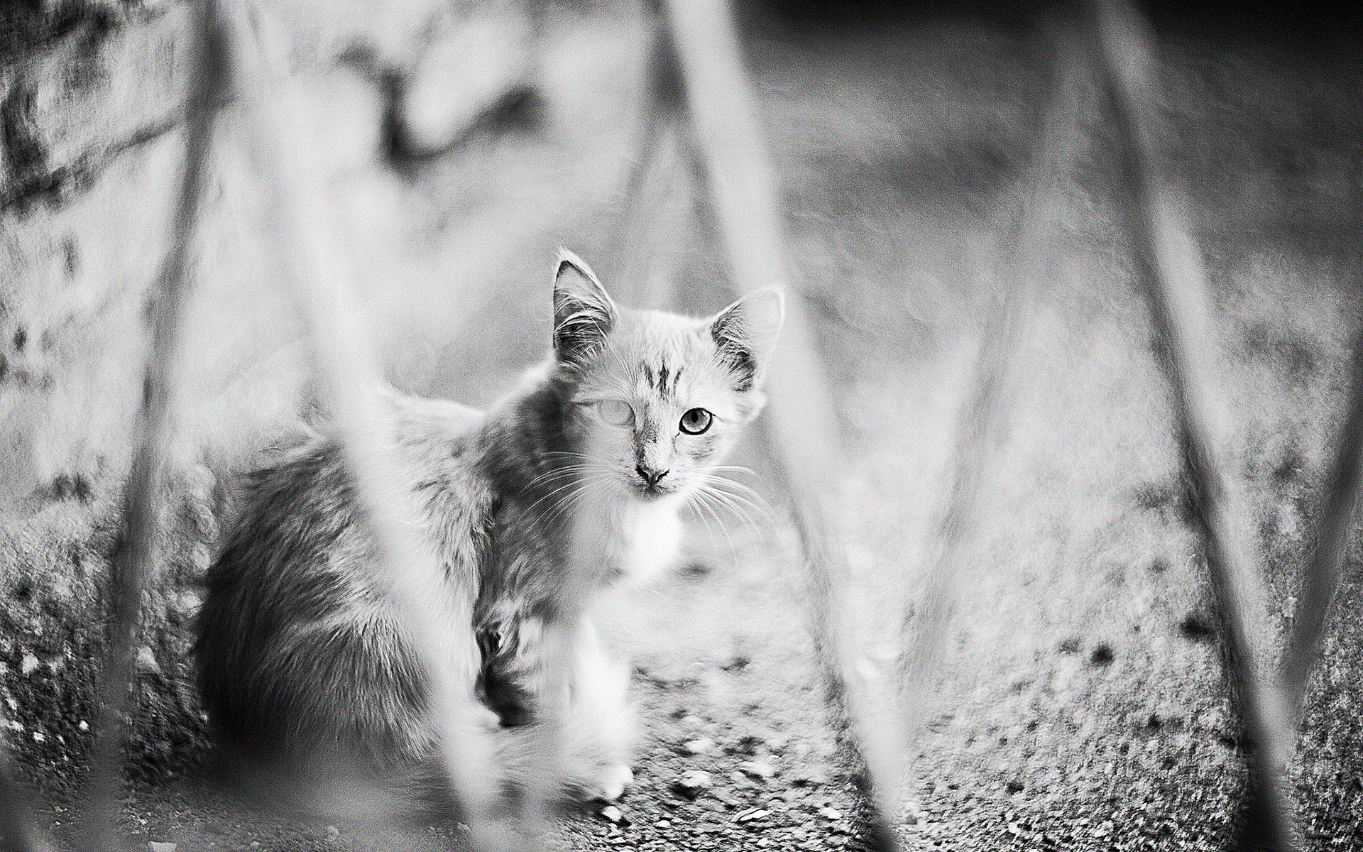 Descarga gratuita de fondo de pantalla para móvil de Gato, Gatos, Animales.