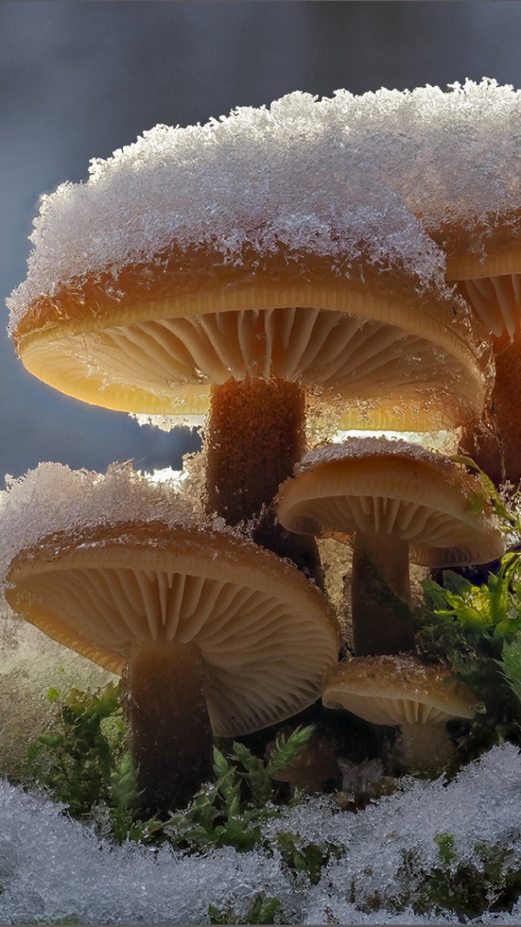Download mobile wallpaper Winter, Nature, Snow, Close Up, Earth, Mushroom for free.