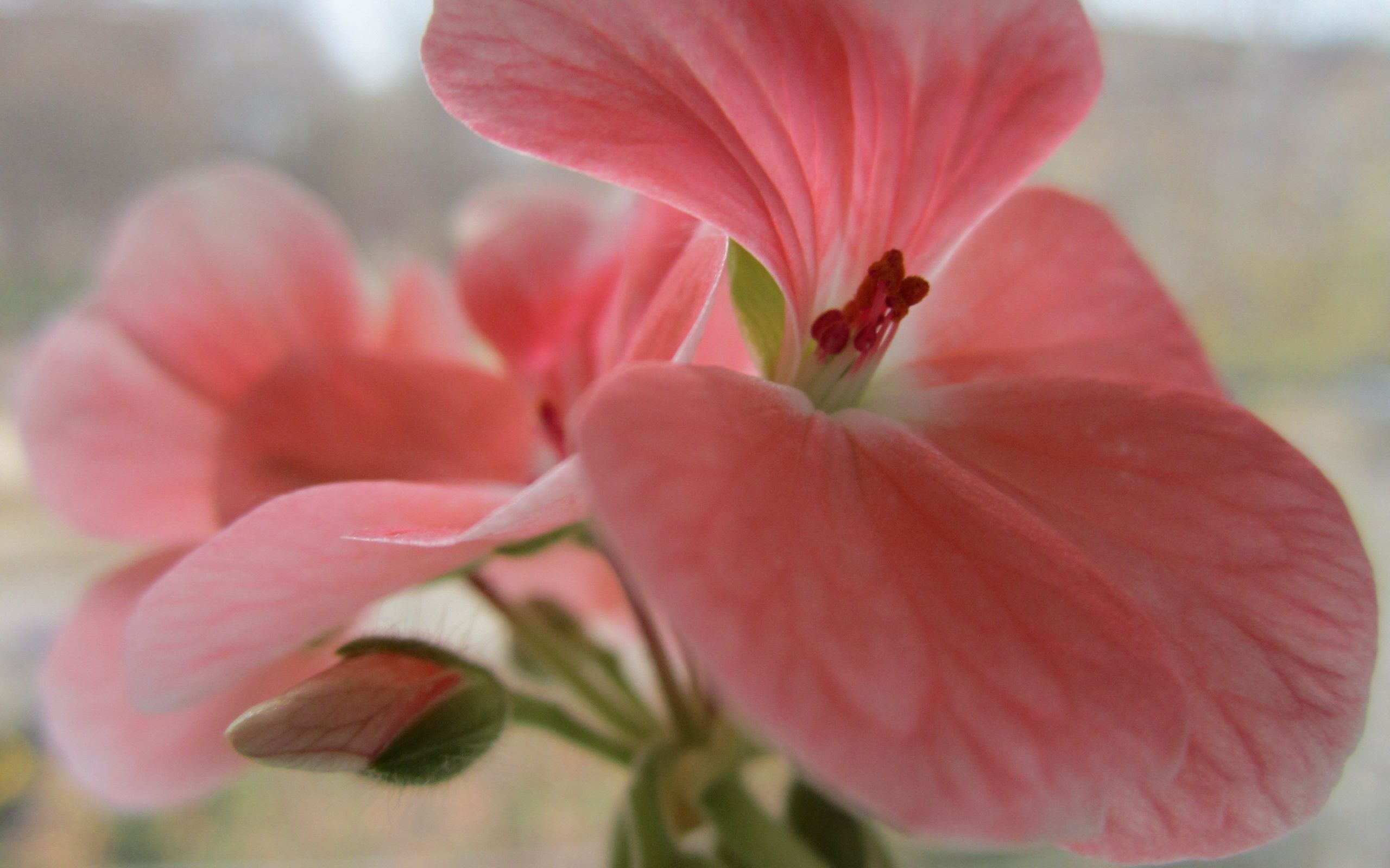 Download mobile wallpaper Flower, Macro, Bud, Petals, Pink for free.