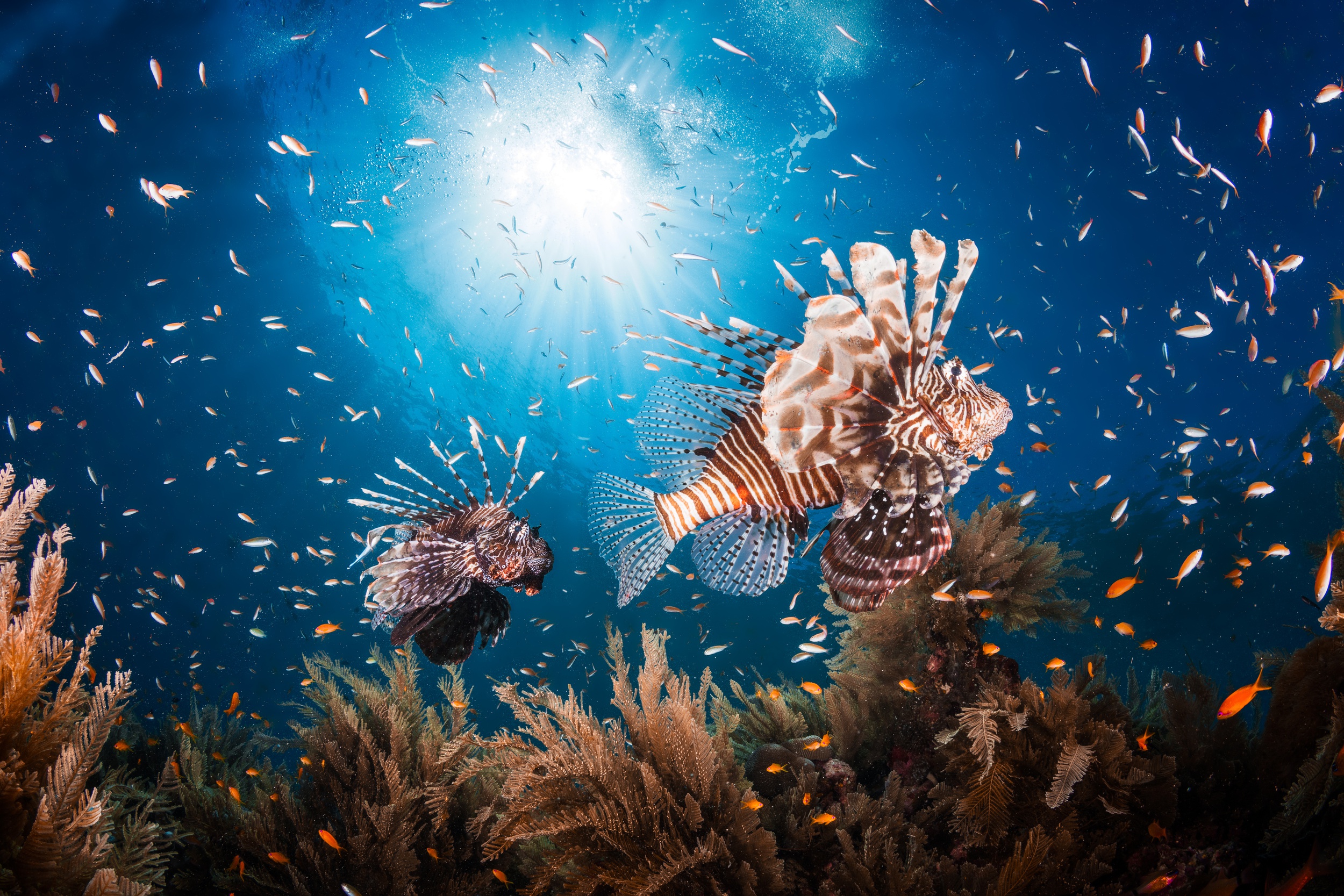 Download mobile wallpaper Fishes, Animal, Fish, Underwater, Lionfish, Sunbeam, Sea Life for free.