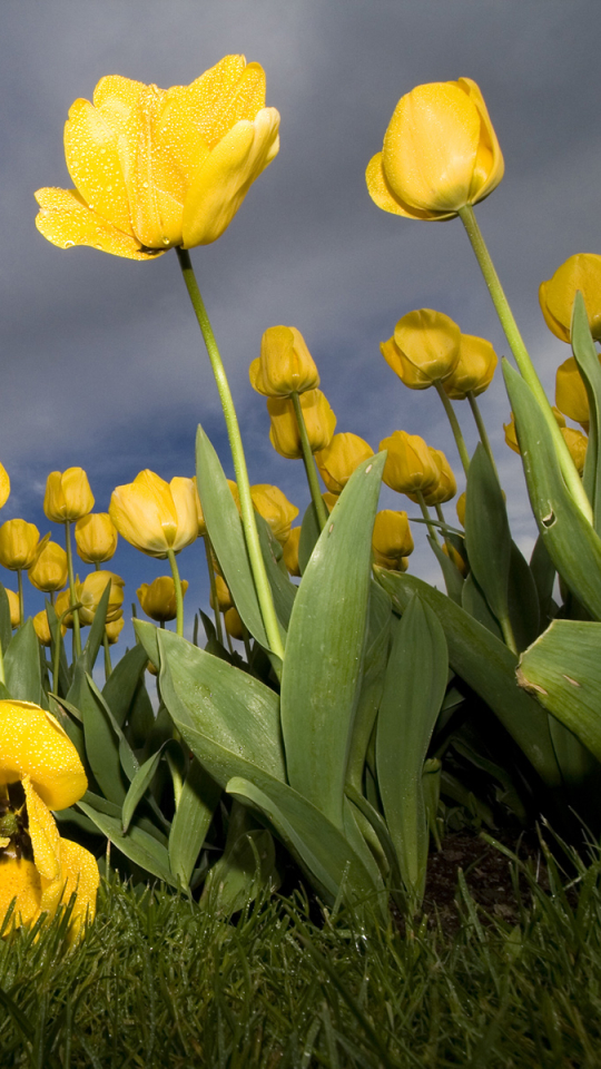 Baixar papel de parede para celular de Flores, Tulipa, Terra/natureza gratuito.