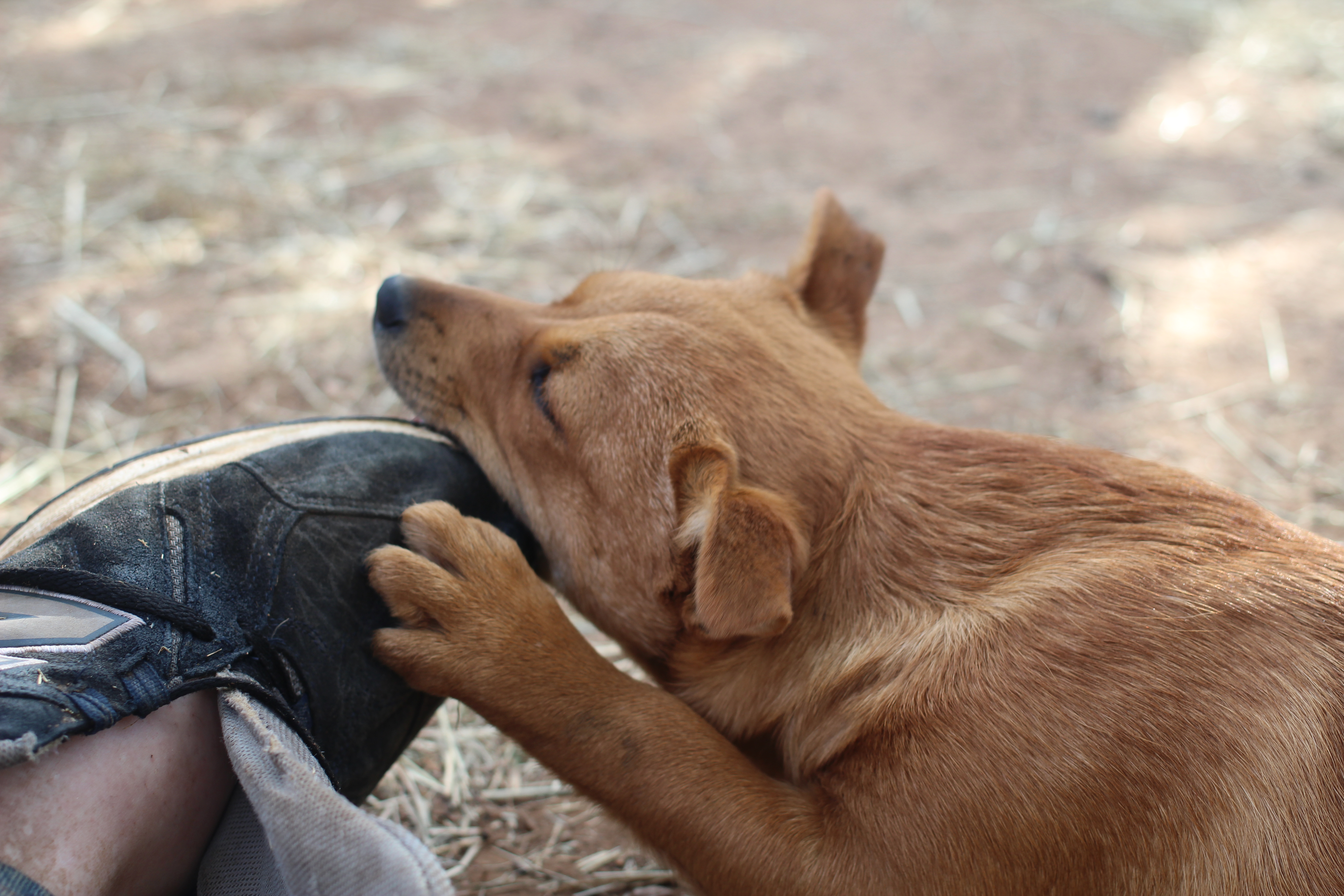 Laden Sie das Welpen, Hunde, Tiere-Bild kostenlos auf Ihren PC-Desktop herunter