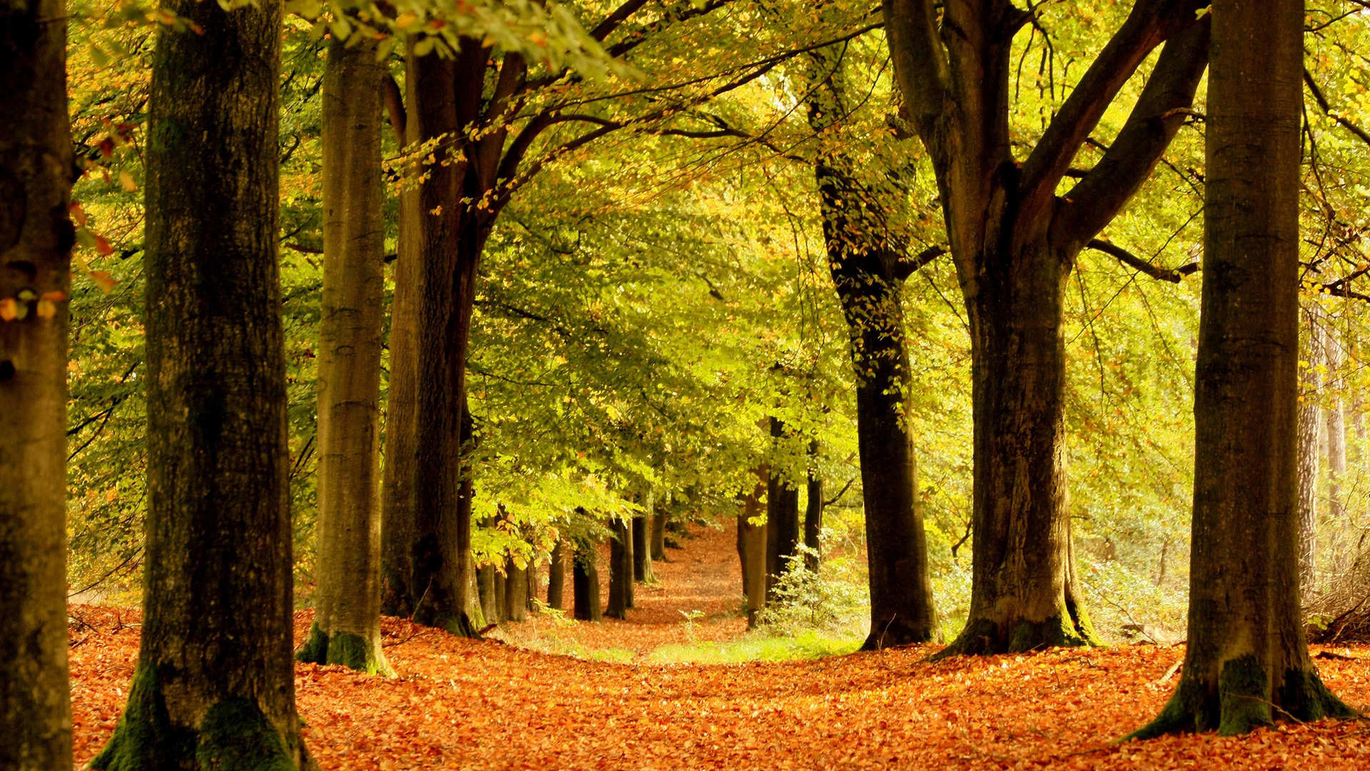 Baixe gratuitamente a imagem Floresta, Terra/natureza na área de trabalho do seu PC