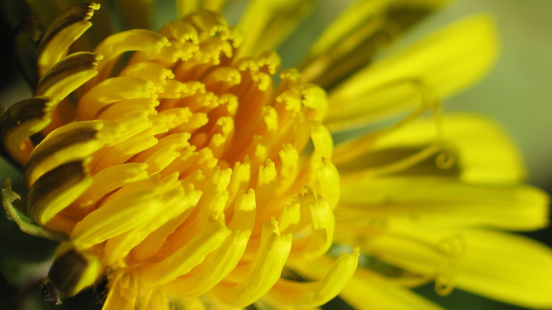 Téléchargez gratuitement l'image Fleurs, Fleur, Terre/nature sur le bureau de votre PC